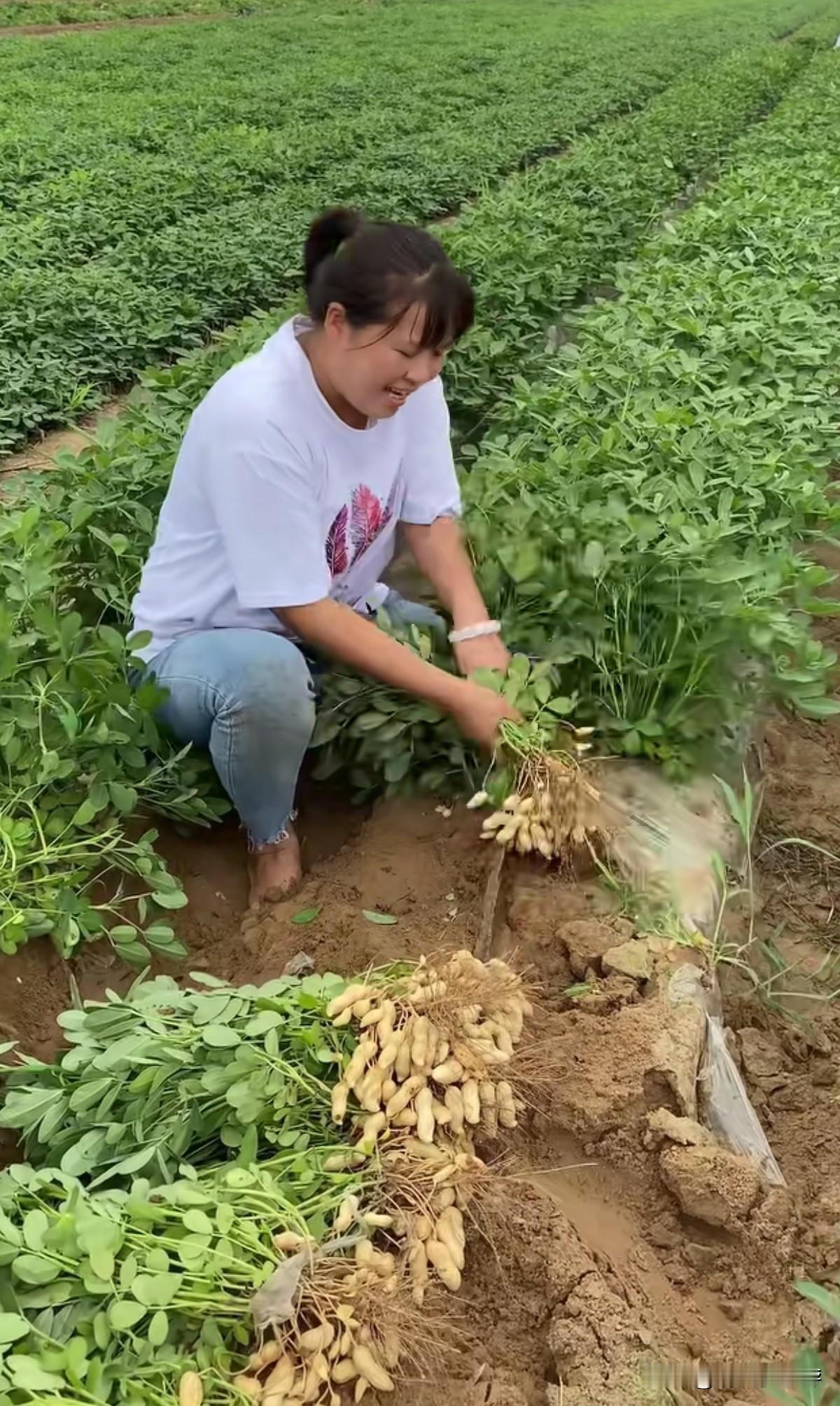 一个人在家做电商，别人还在睡觉的时候，我们已经开始忙碌起来了，今天三亩地的花生都