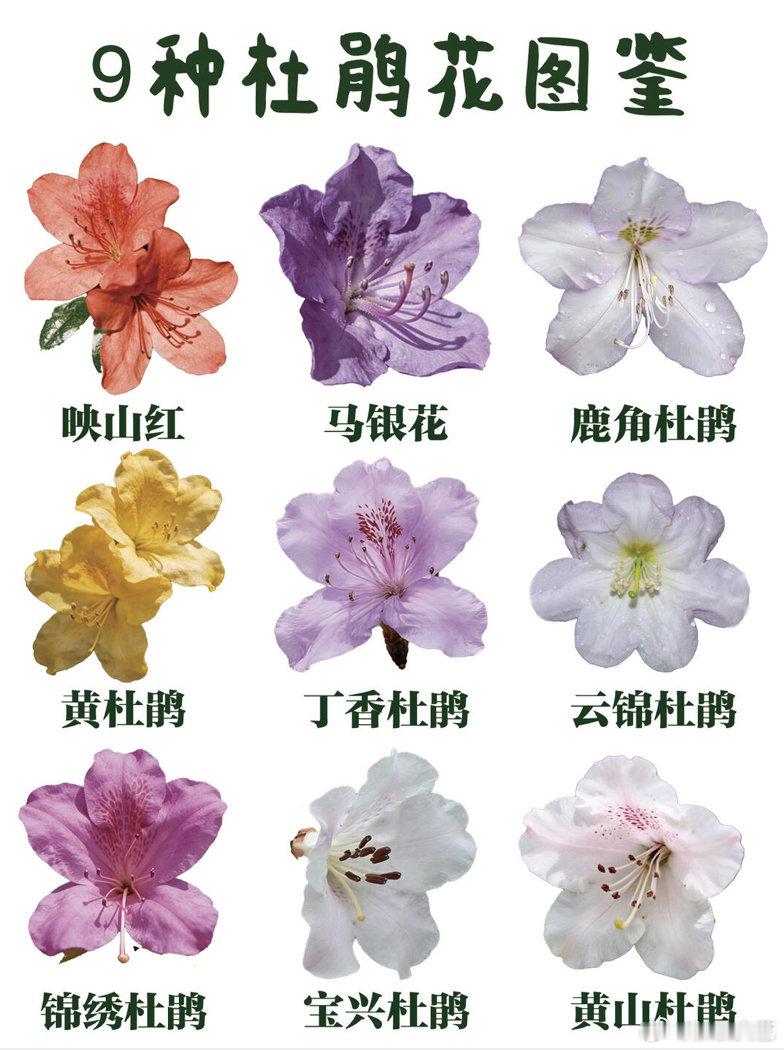 高山杜鹃生长近20年才开花杜鹃花属约1000种，花期从1月一直排到8月。早花品种