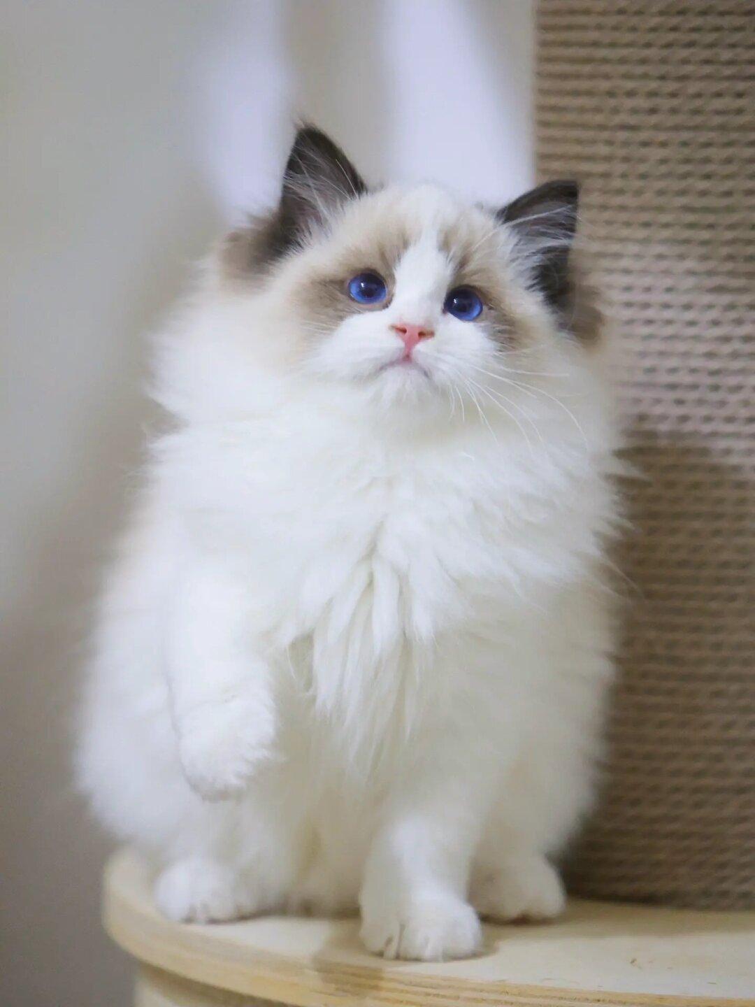 现猫蹲家🦋海双弟弟·二筒