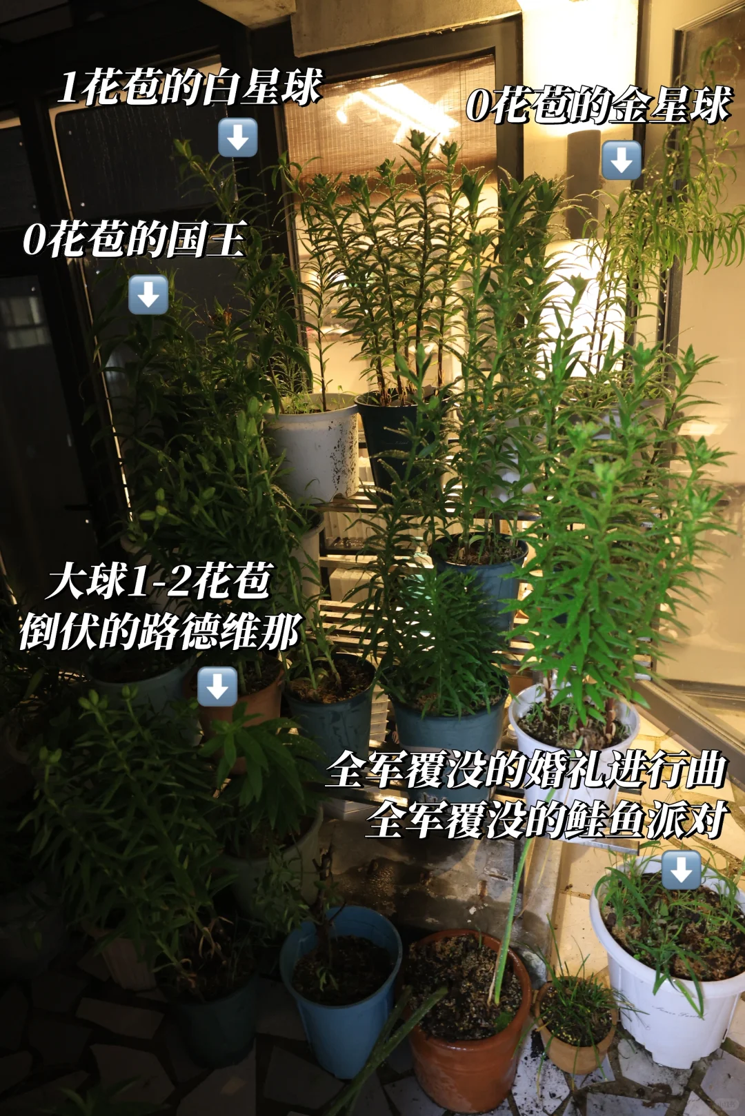 包邮区八月底种下的百合花，不维护还剩啥