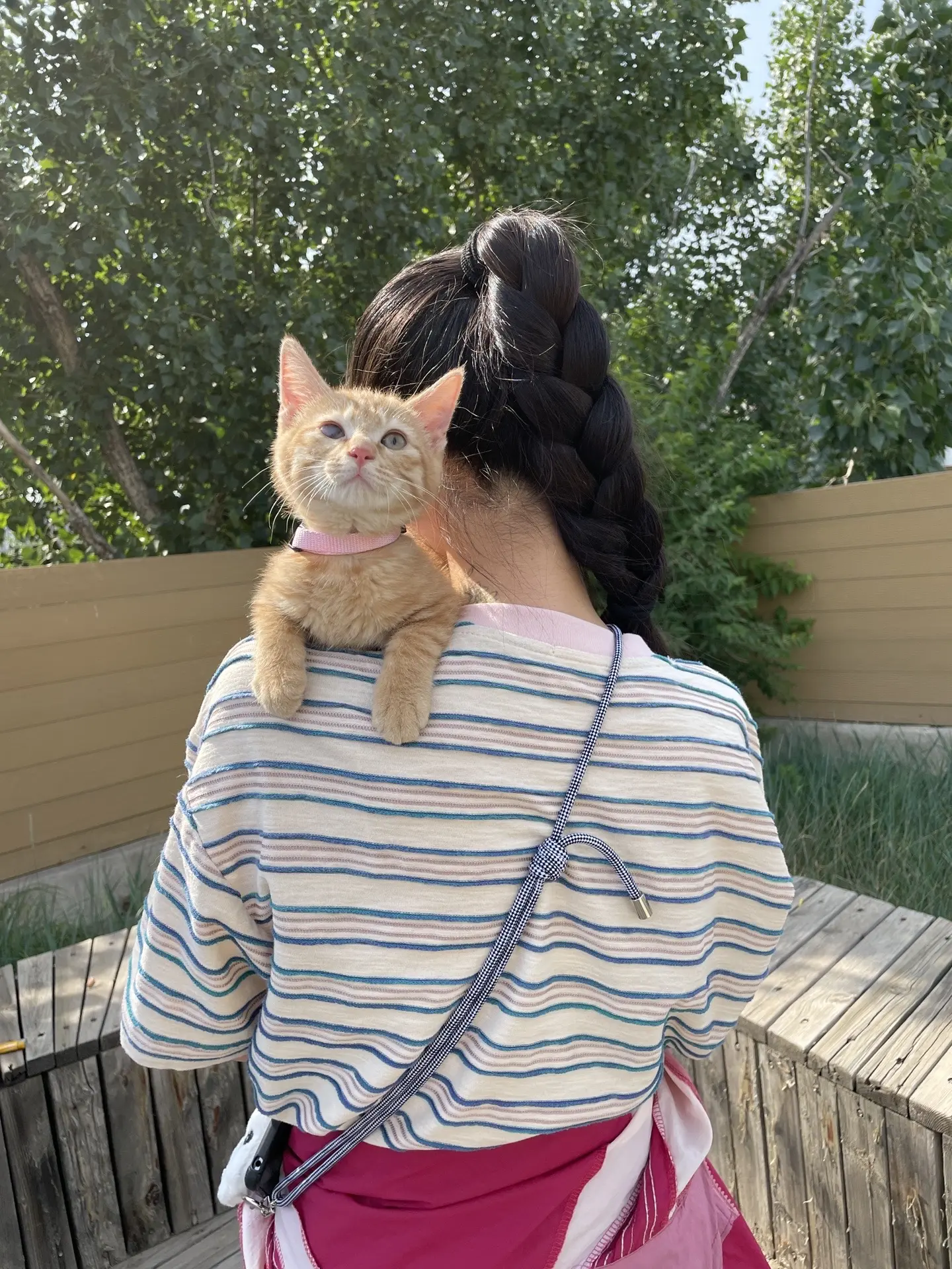 登登今天接回办公室啦！北京找家！沪漂变京漂的登登，男生，两个半月大，纯...