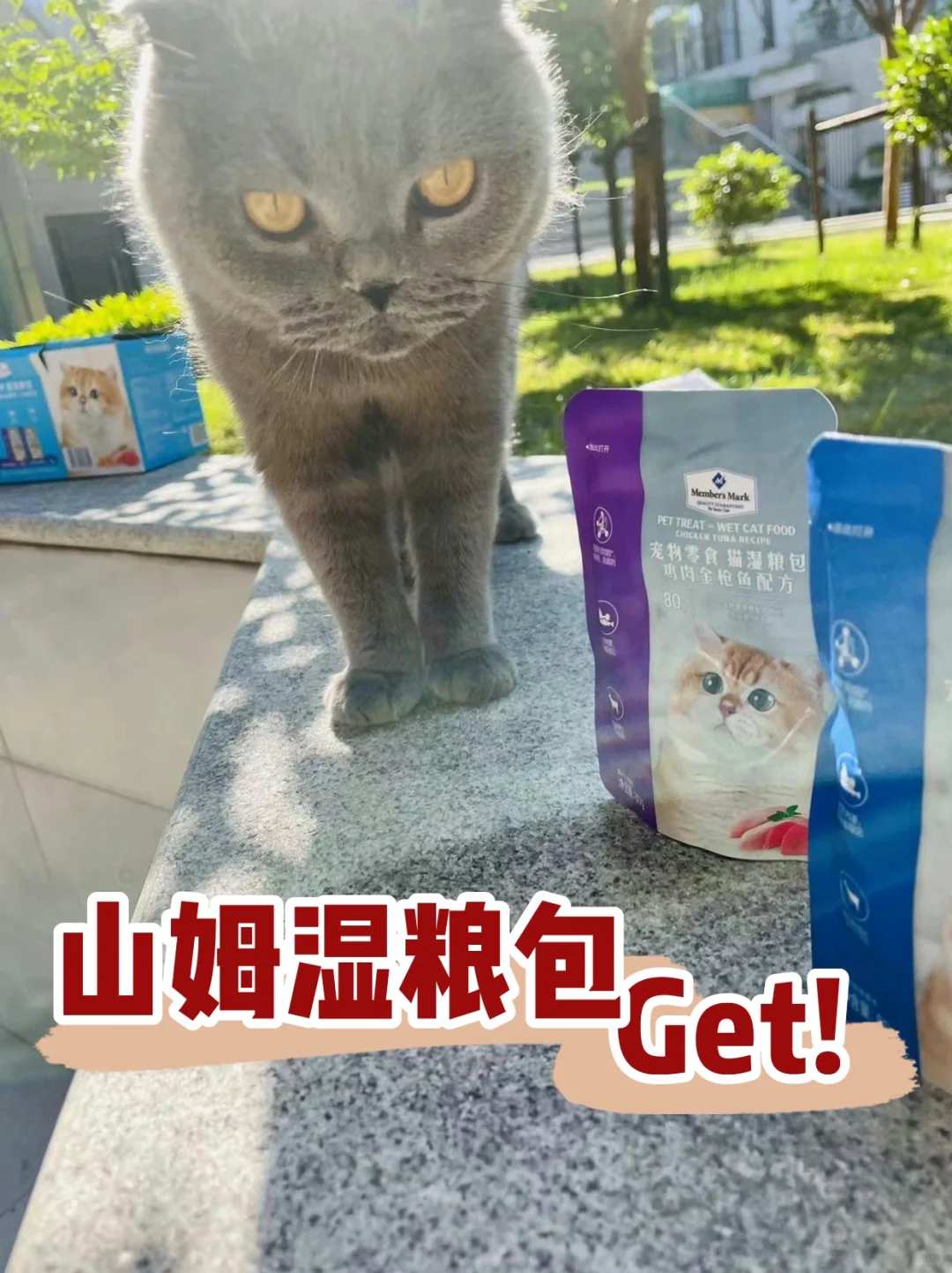 ✅喵星人夏日🔆新品分享