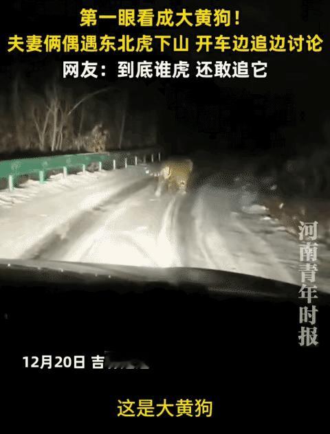 吉林延边，男子和妻子偶遇东北虎下山。妻子突然说: “这是大黄狗。”视频中，有一辆