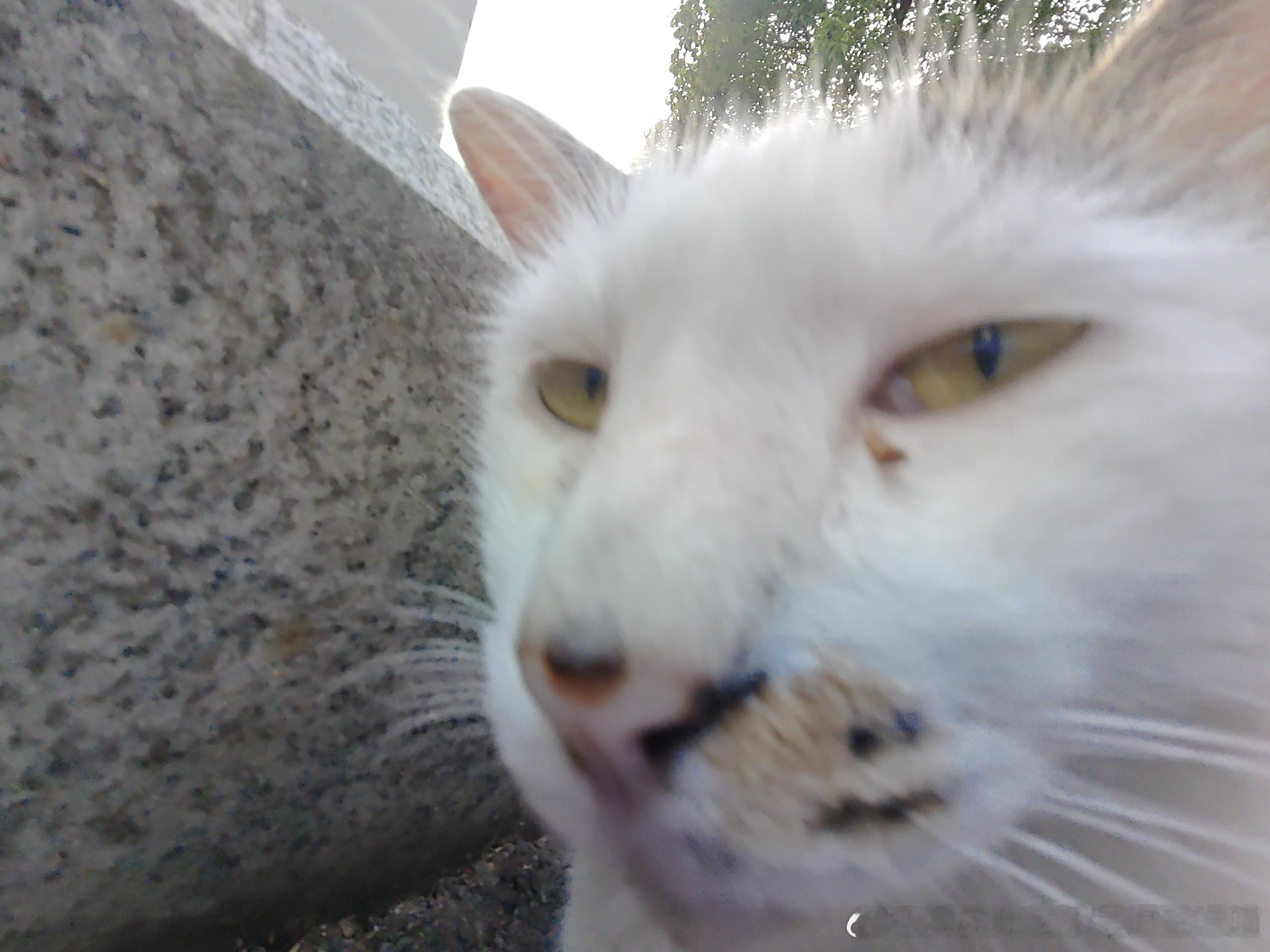 49533【丑猫】明显已经不耐烦了 