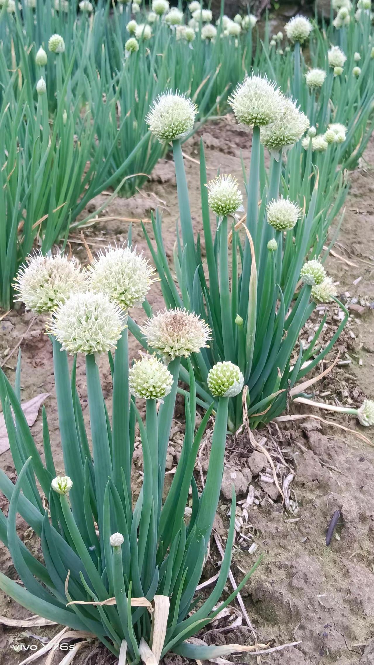 这是韭菜还是小麦