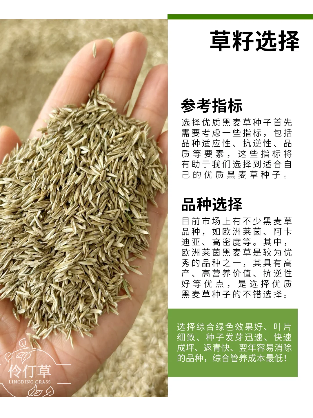 秋季草坪怎么铺？史上最全黑麦草交播指南
