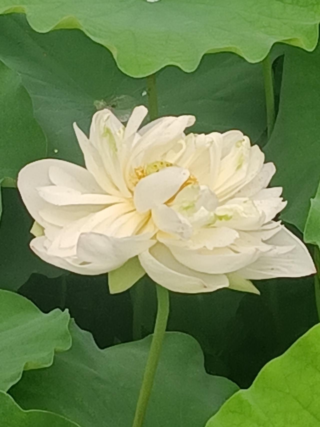 【夏之韵·白色重瓣荷花，夏季私有的浪漫。】分享初夏的花花草草
白色荷花属于夏天这