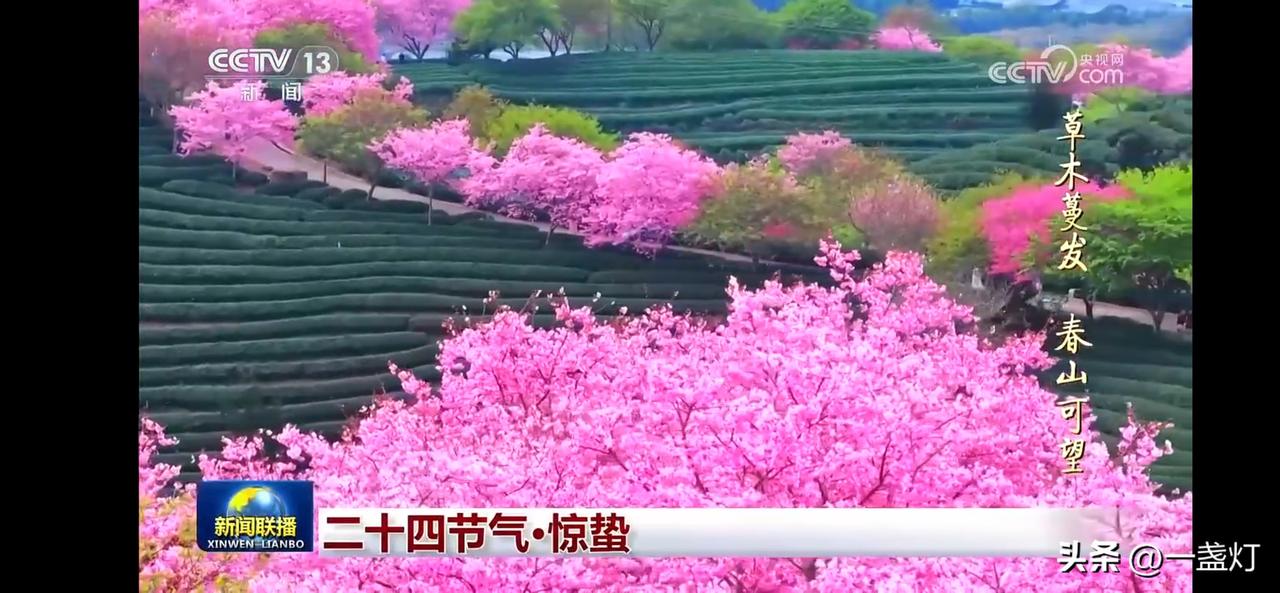 花满枝头，黄鹂歌唱