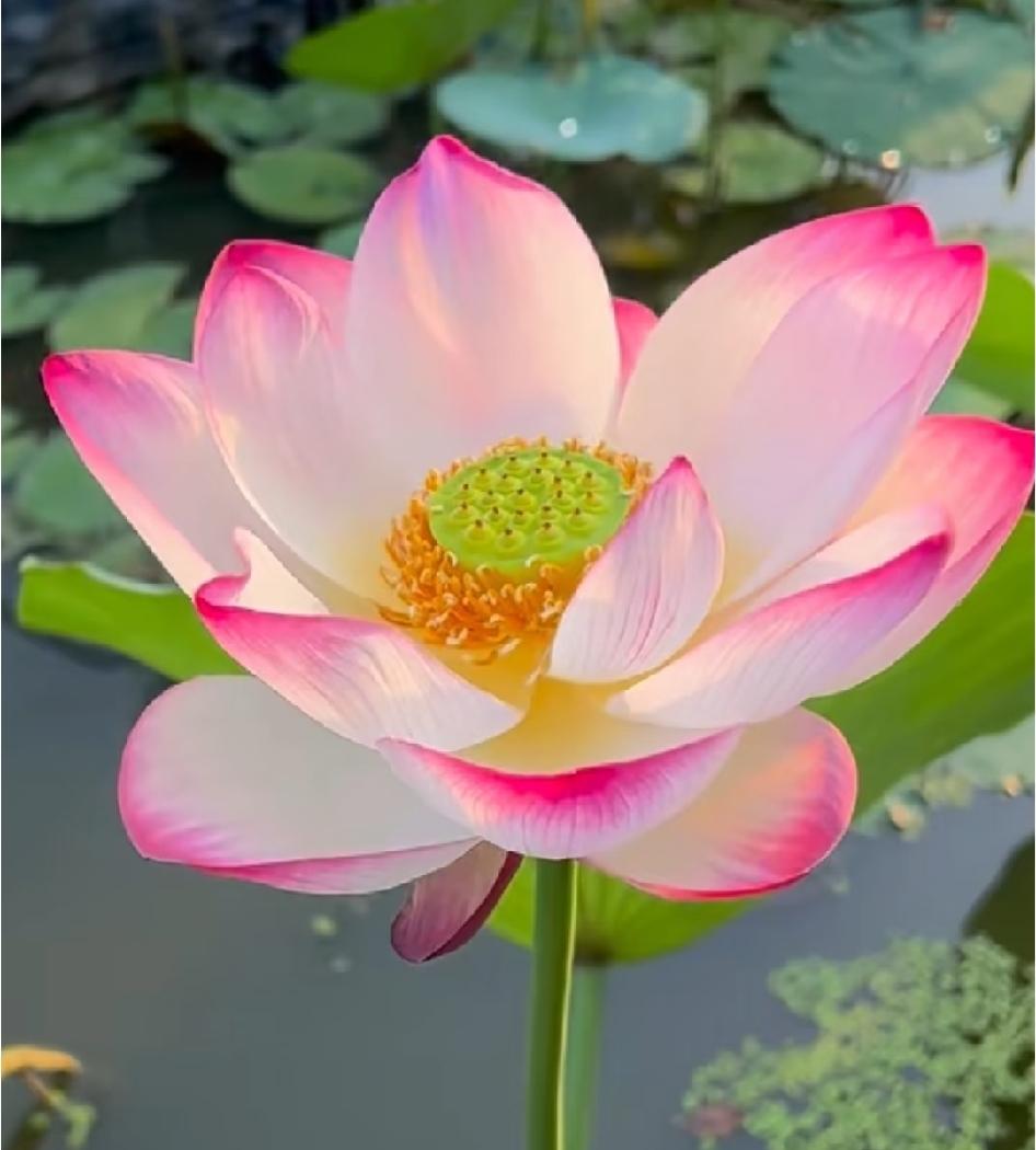 人到中年才懂得:只有心态稳住，日子才不会垮，人生才有机会赢
 
人活得累，大多是