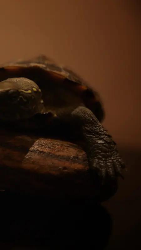 腰突压迫神经根是静养还是锻炼? 腰突压迫神经根，到底该静养还是锻炼，得看处于什么