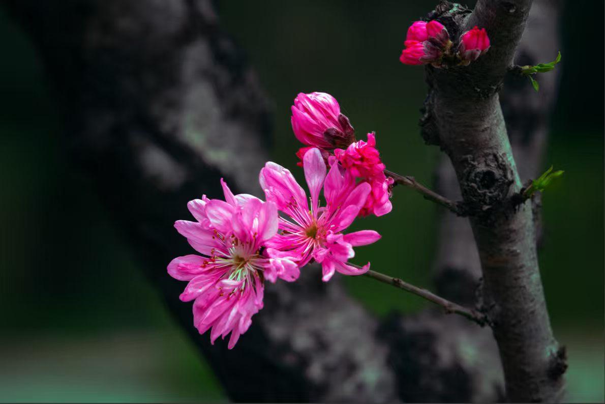 枝间新绽一抹红，花瓣纤长如菊，柔媚却不输风骨。春光里，这娇艳的桃花正灼灼其华，把