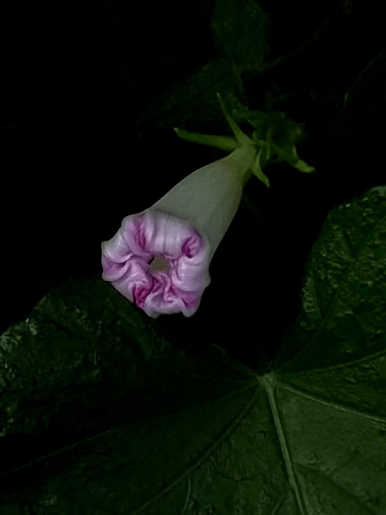 今天又见牵牛花。