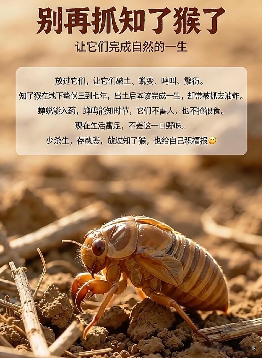 请放过它们吧！它们也有生存的权利！
一到夏天，夜晚树林里就热闹起来，好多大人小孩