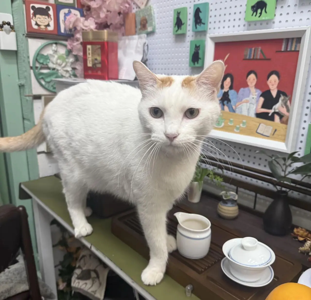 希望每一只流浪小猫都能被善待🐱。支持反虐动物保护法！