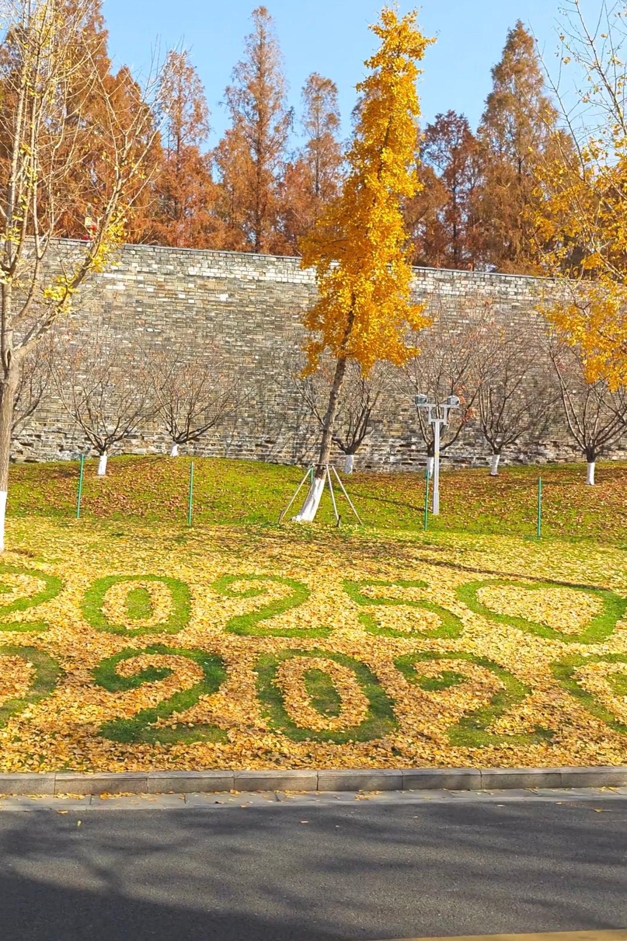 江苏南京有个环卫大爷，银杏叶掉一地，他没扫，蹲那儿摆，摆成