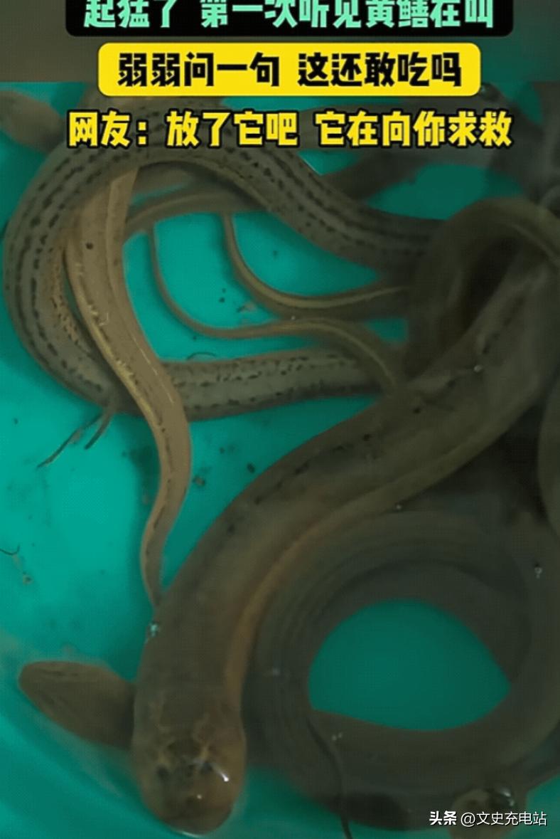 江苏，男子抓了些黄鳝回去吃，结果，他拿刀准备动手时，突然，一条黄鳝竟然发出"嘤嘤