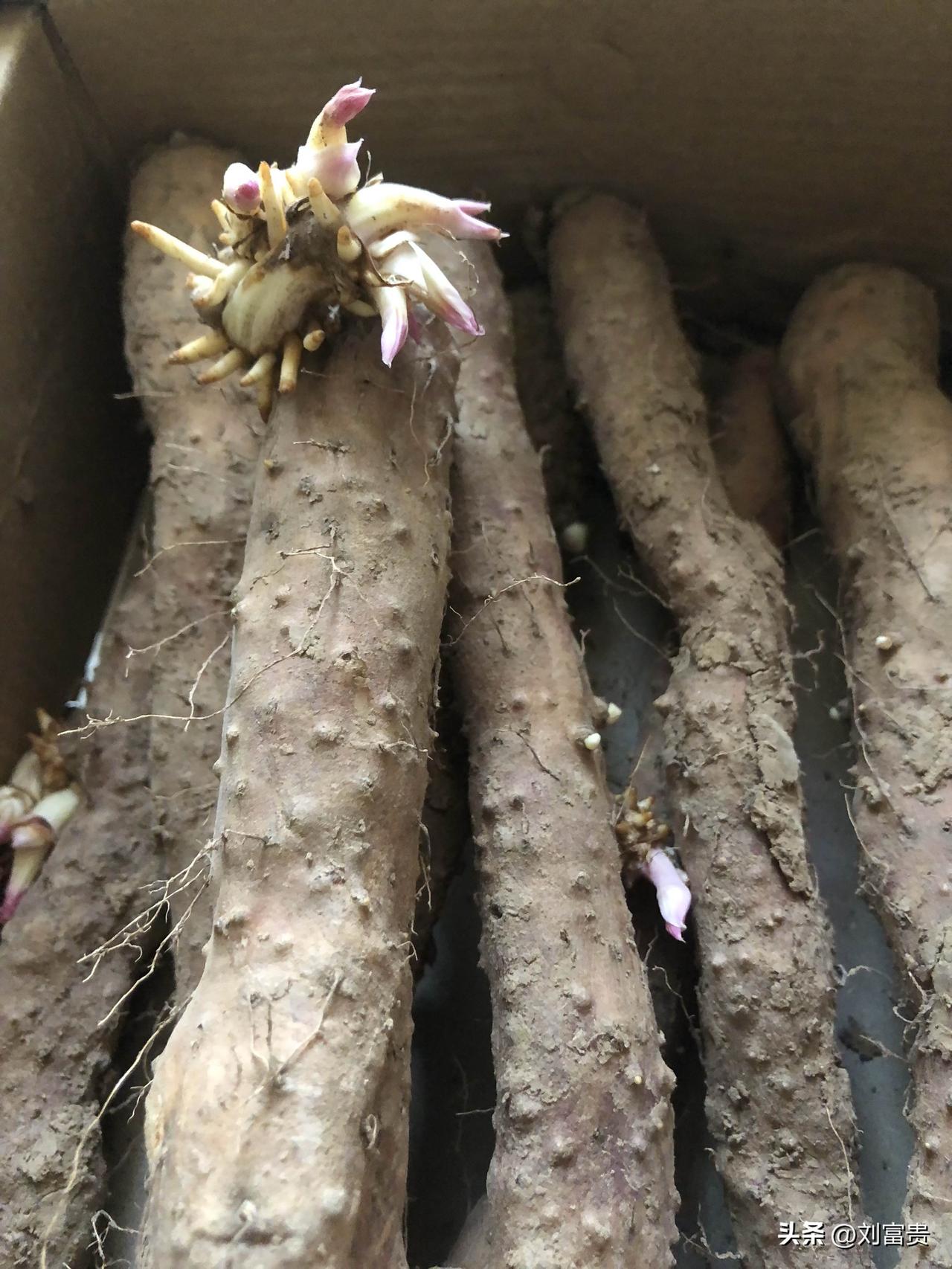 山药怎么存放才不发芽🌱

天气变化、山药开始发芽🌱

有什么好的储存放法
