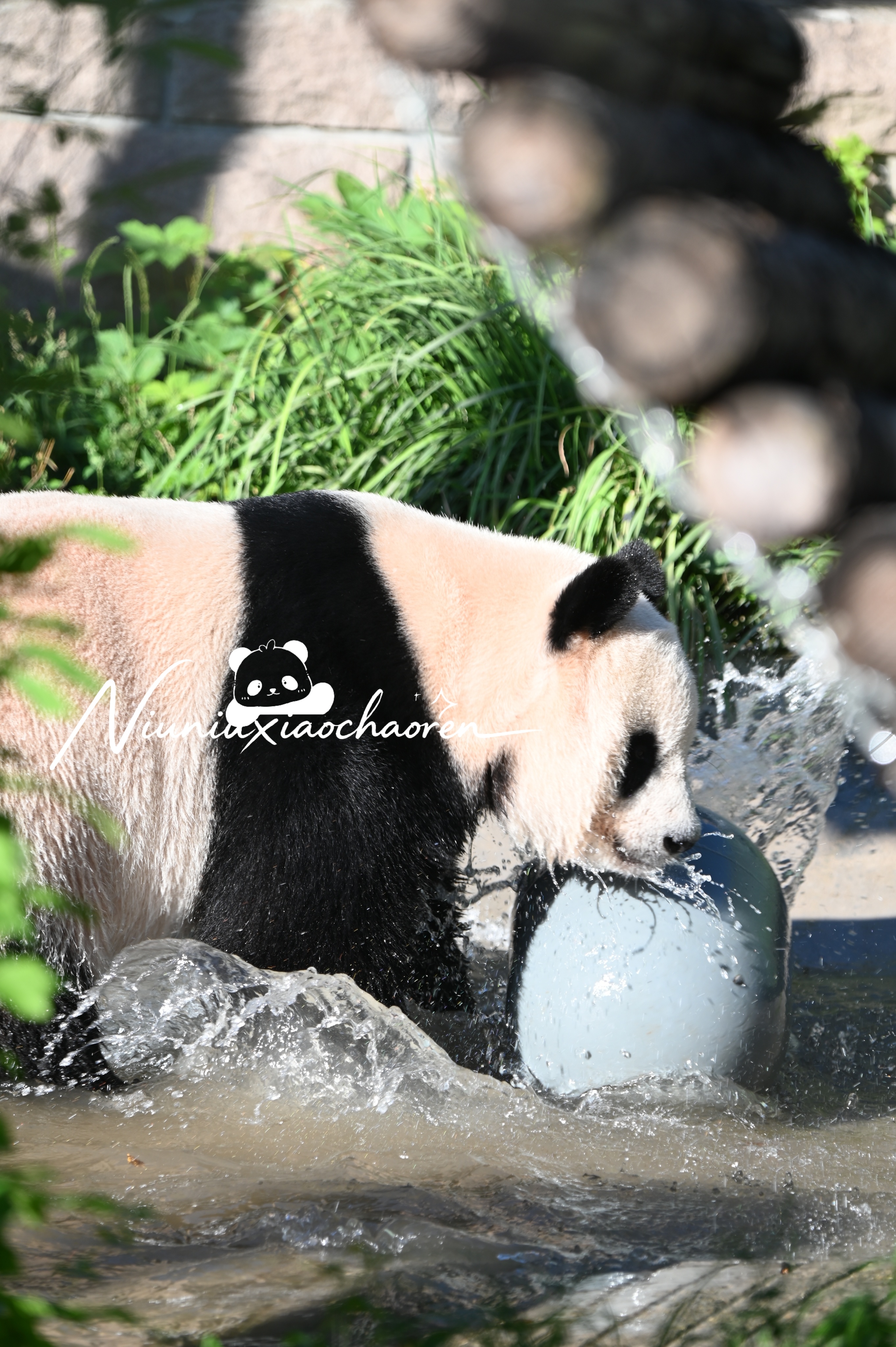 大熊猫萌萌 我萌董出关即炸翻全场！20260911 北京·北京动物园-亚运熊猫馆