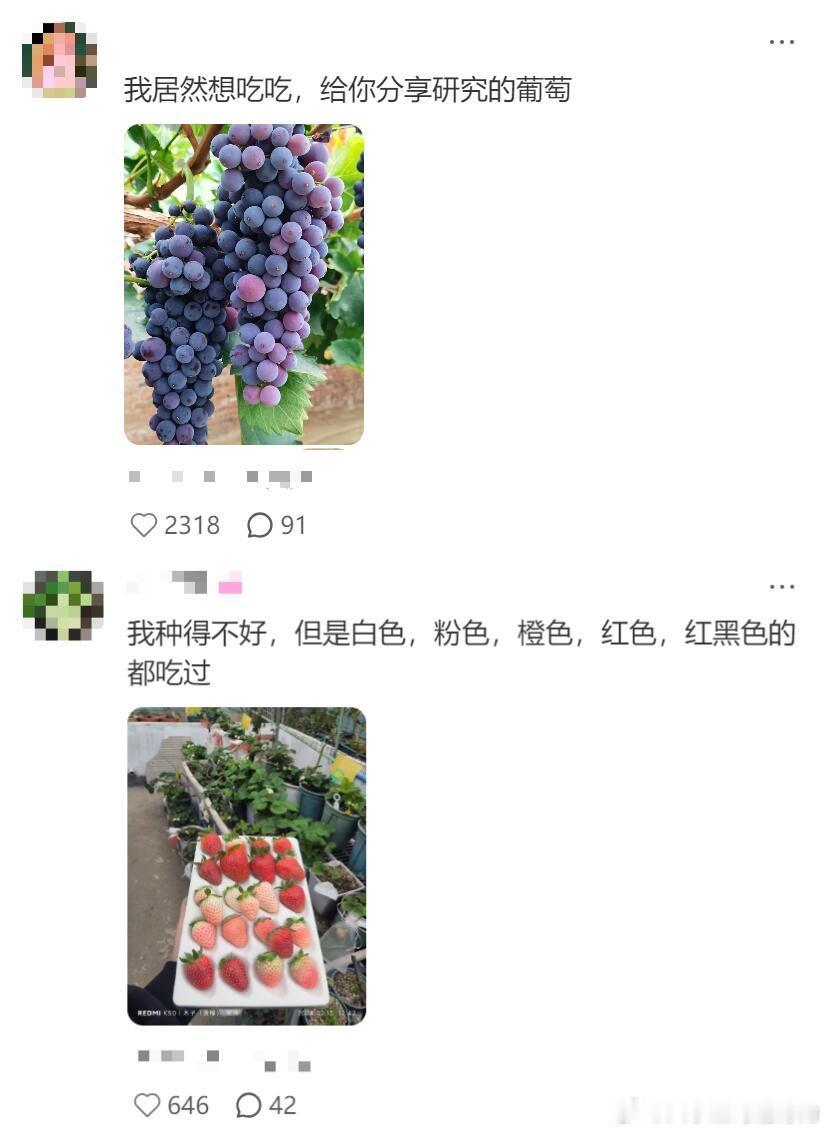农学生不语 只是一味的去地里看毕设 