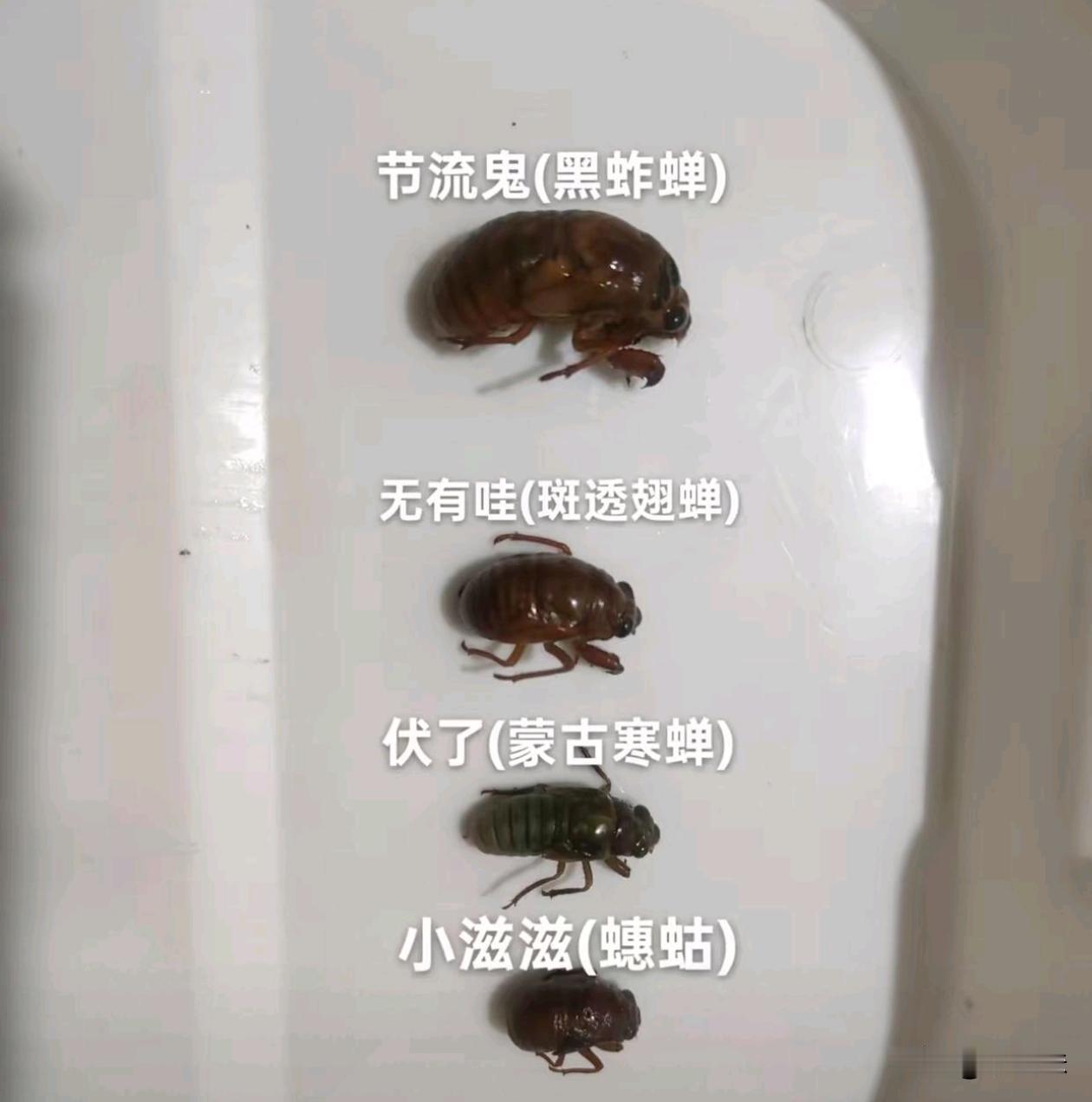 看看你们那里有几种