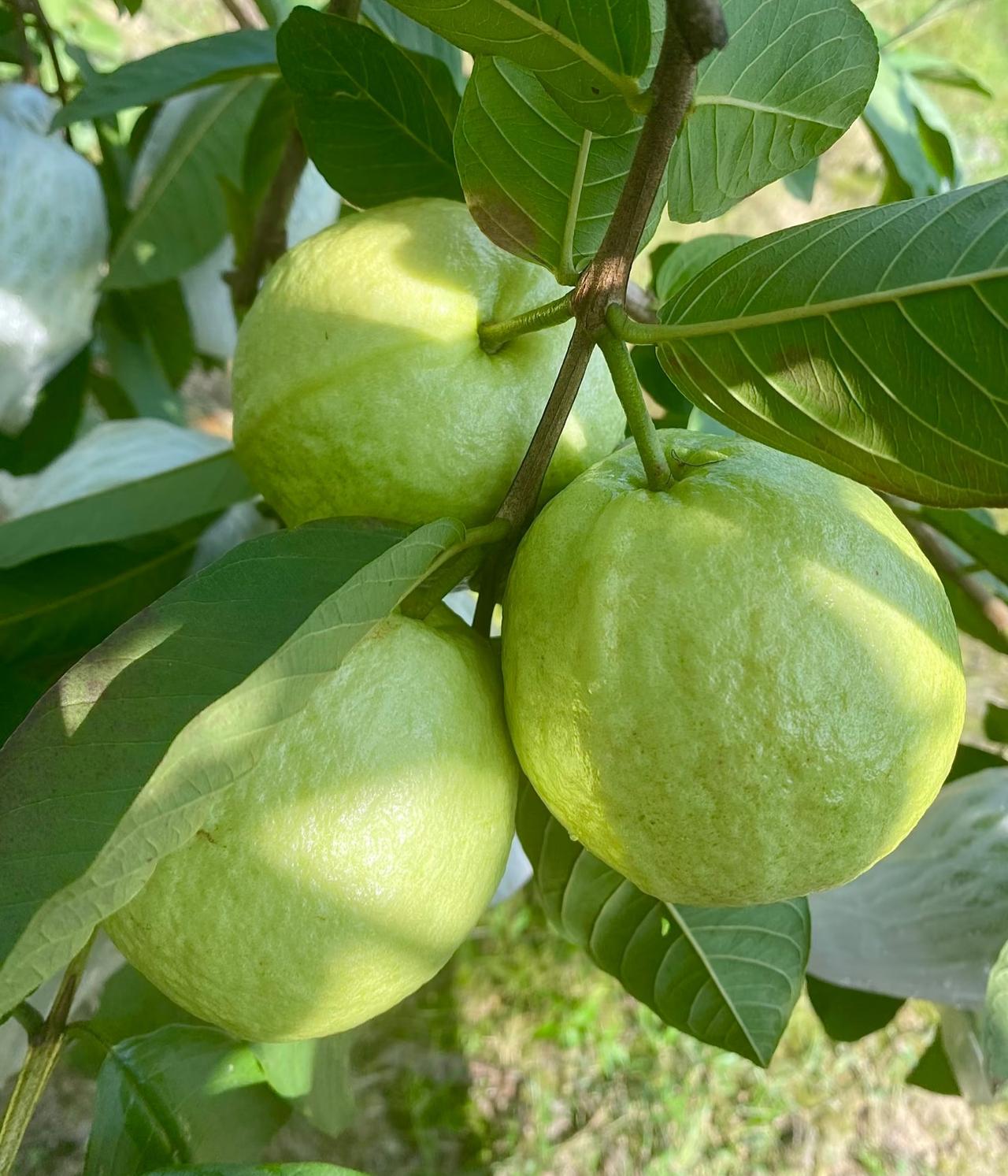 大家喜欢吃芭乐吗？
网上很多人都说特别好吃，
尤其看到那细腻丝滑的果肉后，
特别