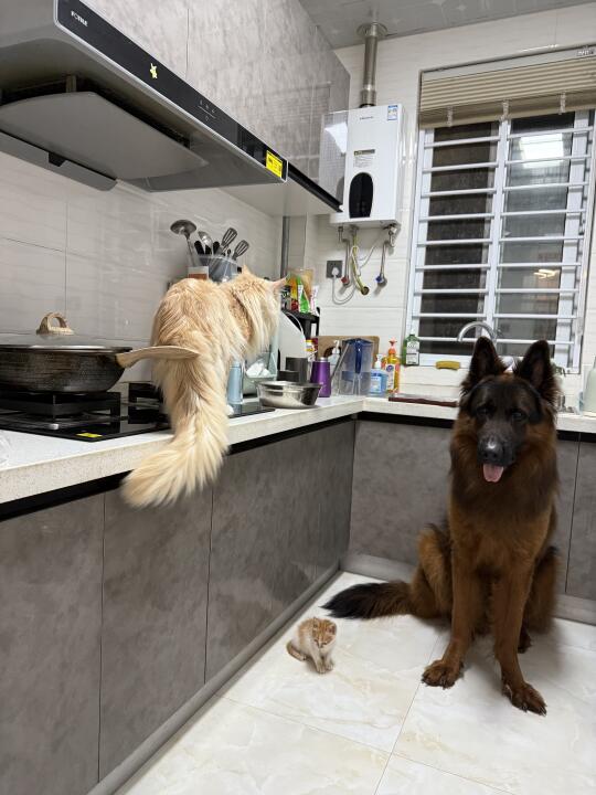 三只等待大鸡腿