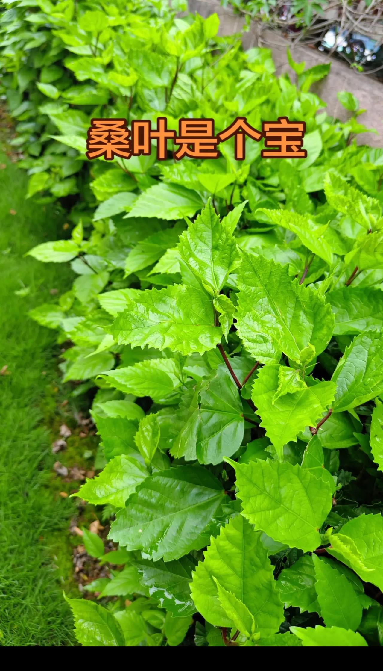 桑叶。世界女排联赛 总决赛1/4决赛，中国队3：2战胜美国队， 龚翔宇 王媛媛中