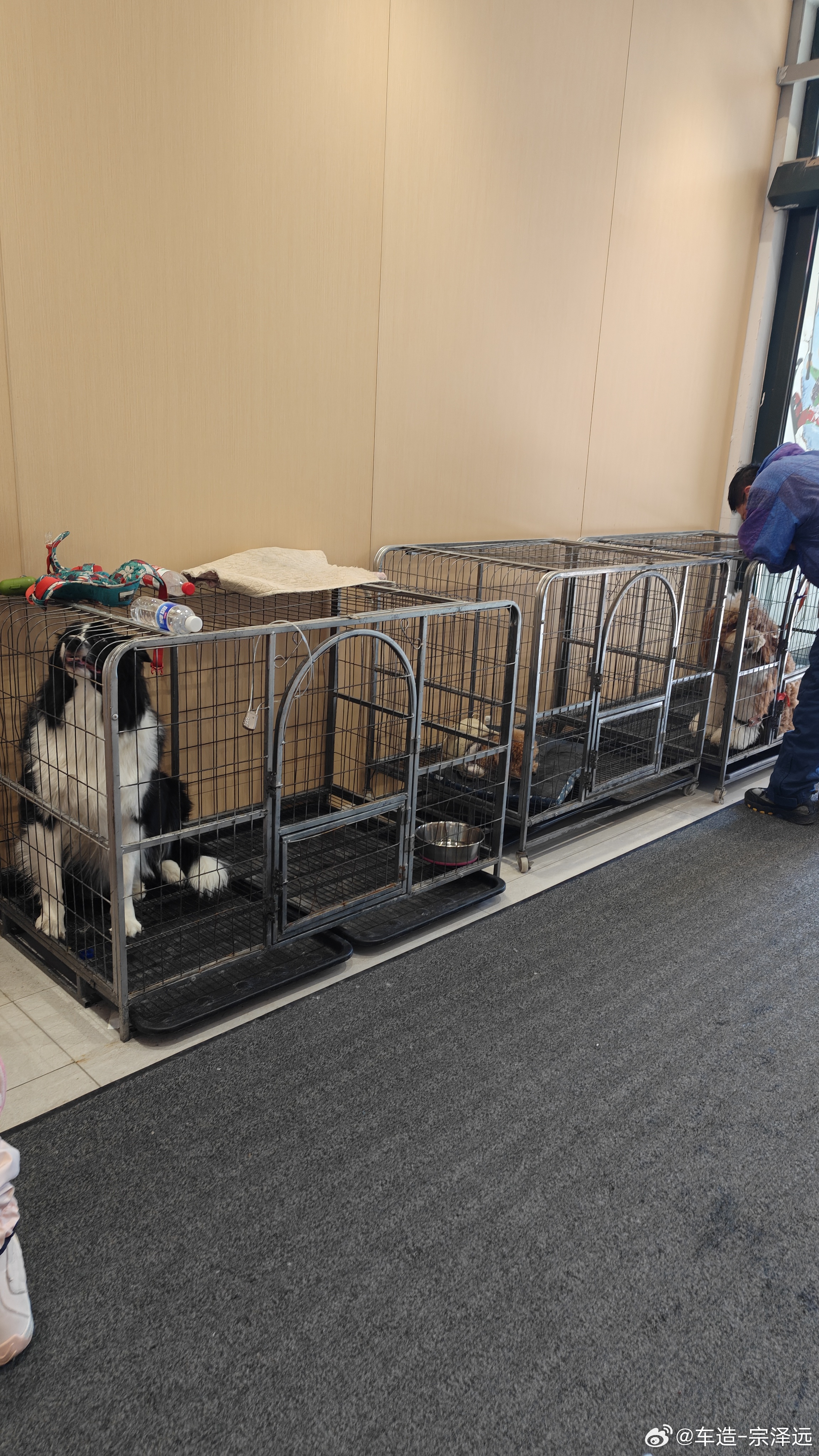 滑雪非要带狗来，然后给关雪场角落笼子里理解不了 张家口·太舞滑雪小镇-游客服务中