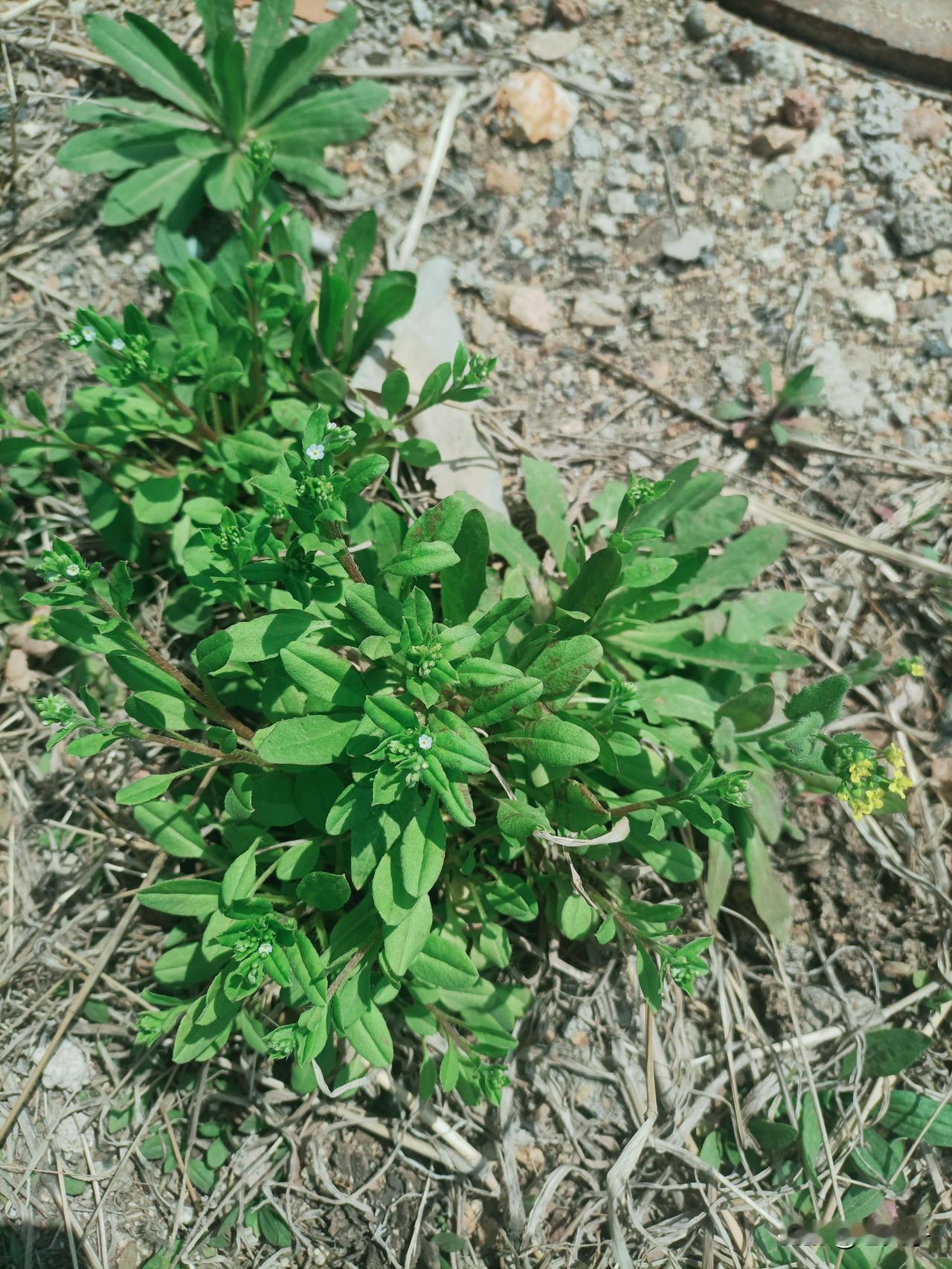 东北方言之（714），巧扑了：
在东北，夏天遍地都有这种野菜，东北人管它叫巧扑了