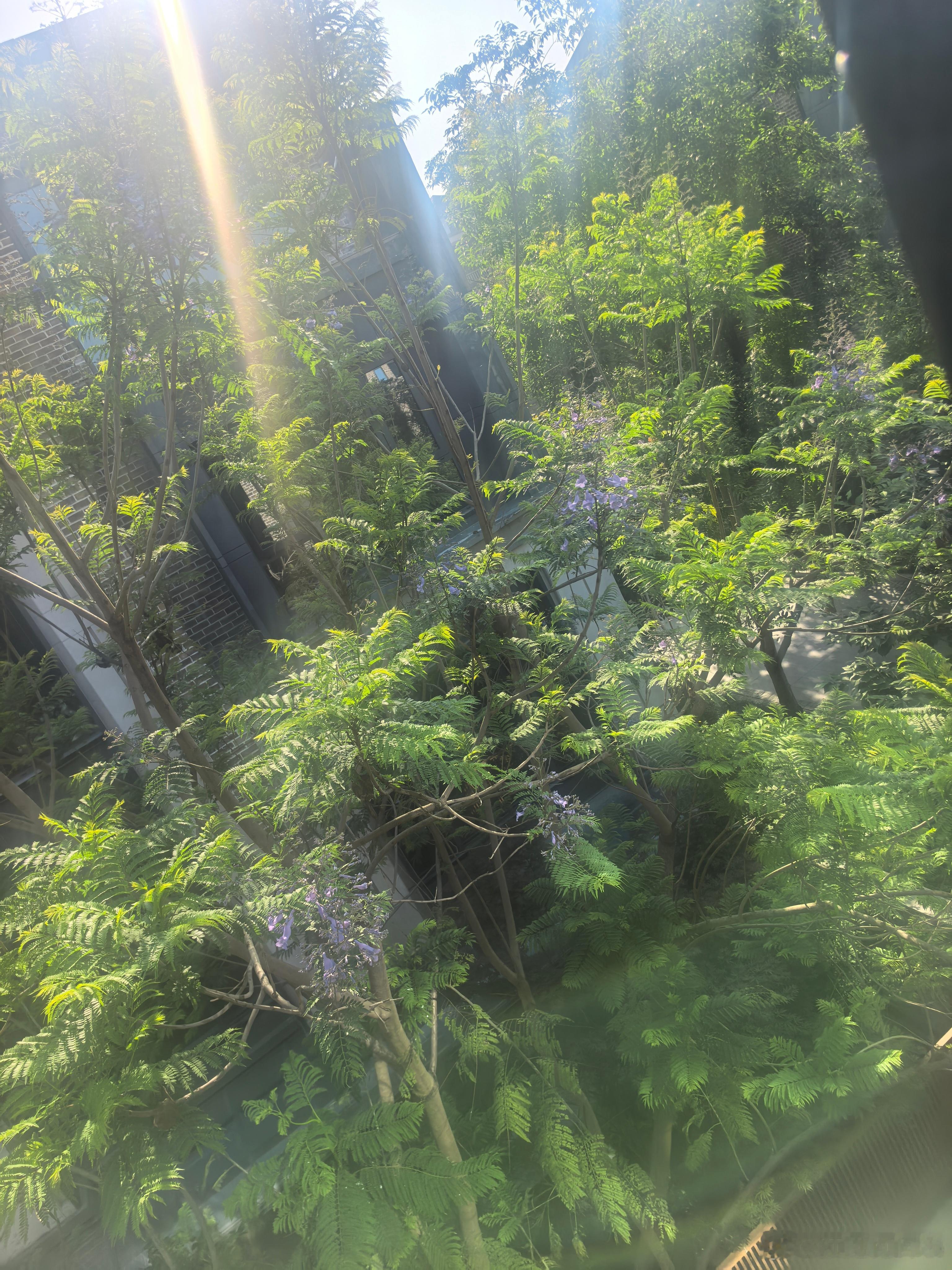 书房外的蓝花楹天天听光互联AI基建听的都心花怒放。 