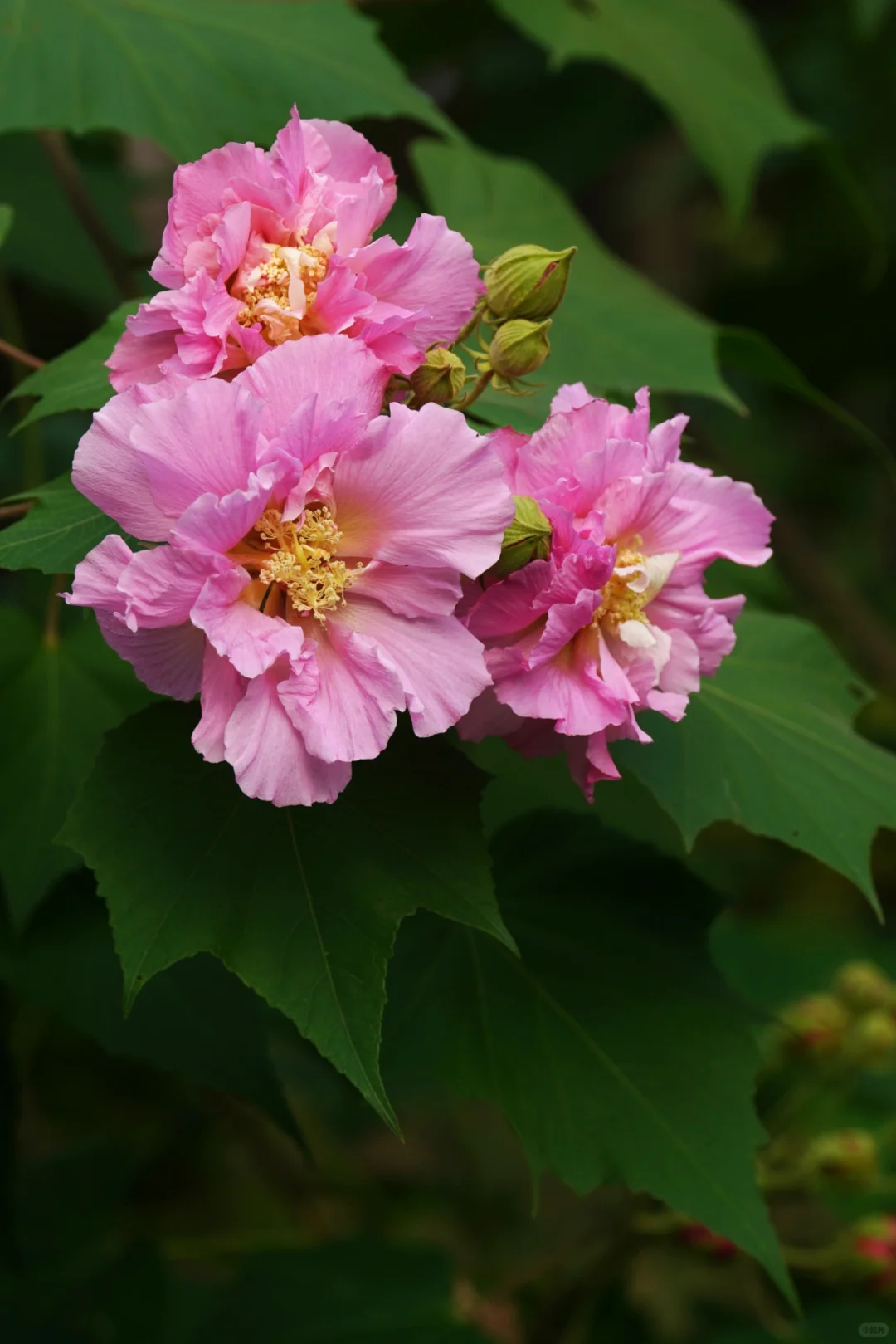 木芙蓉初绽（七）