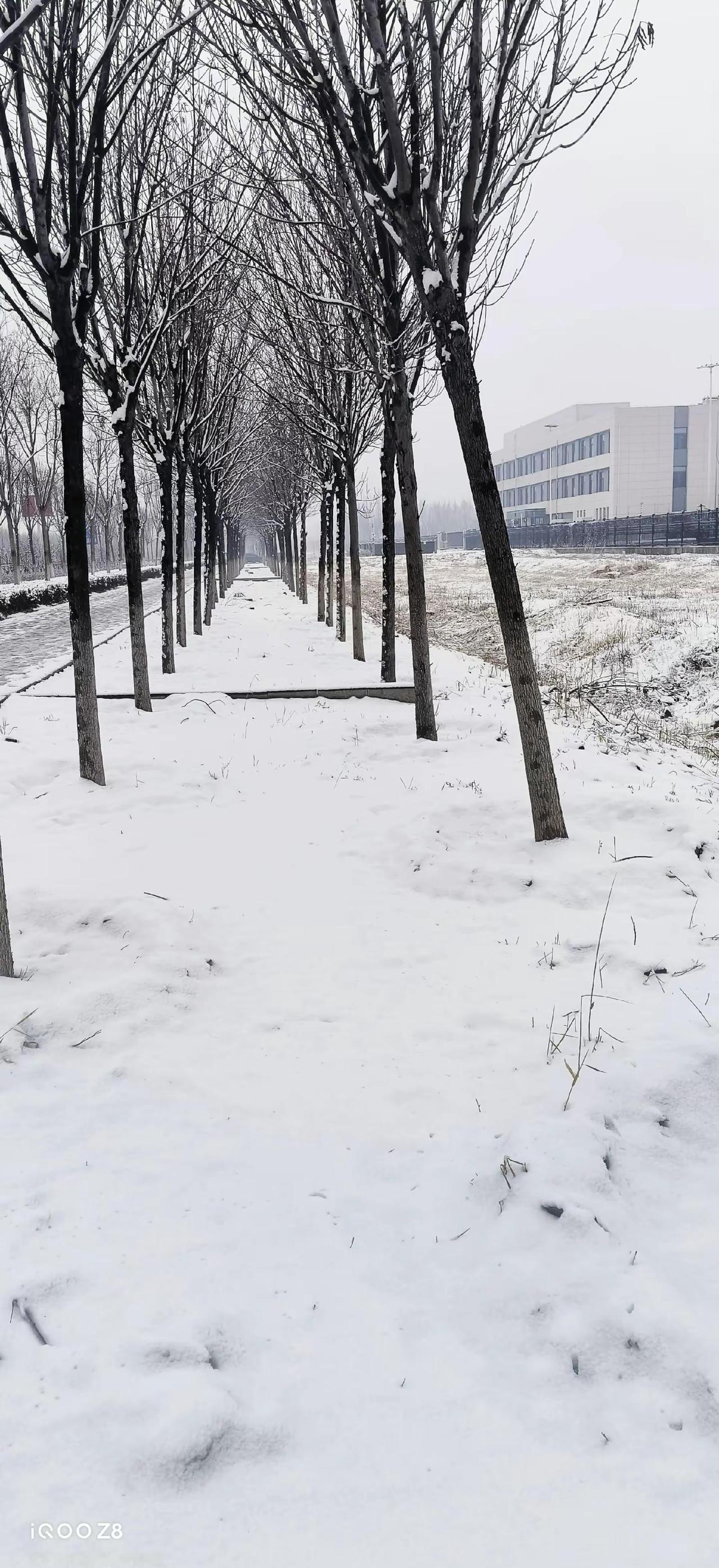 2026年迟来的大雪，仿佛整个世界都冻住了似的