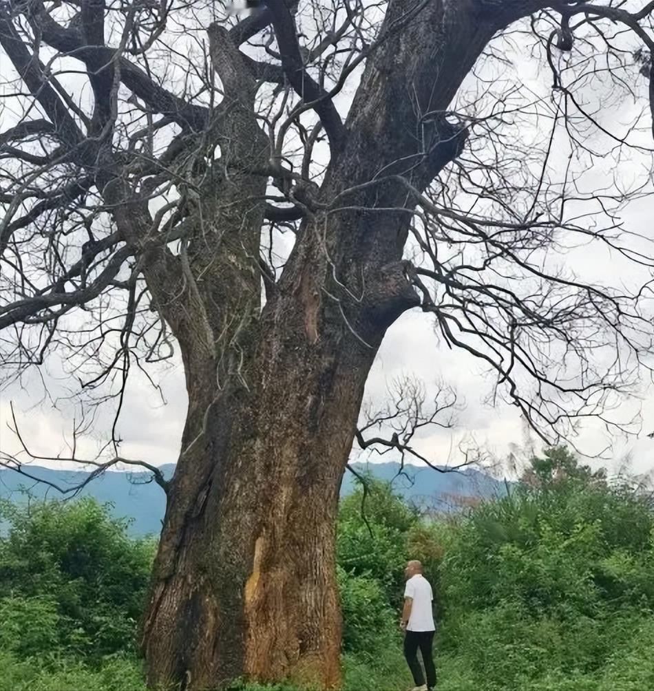 “纯属巧合？”江西赣州，一棵三四百年的古樟树突然枯死，巧合的是，同一时间，多个村