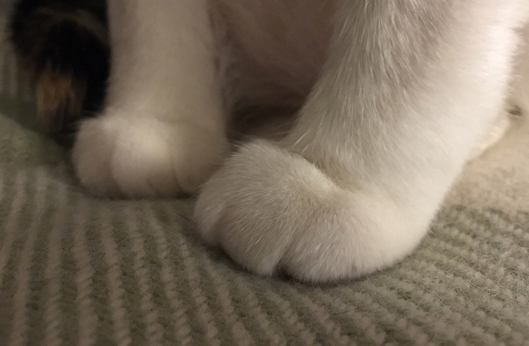 🐈️ 🐾 