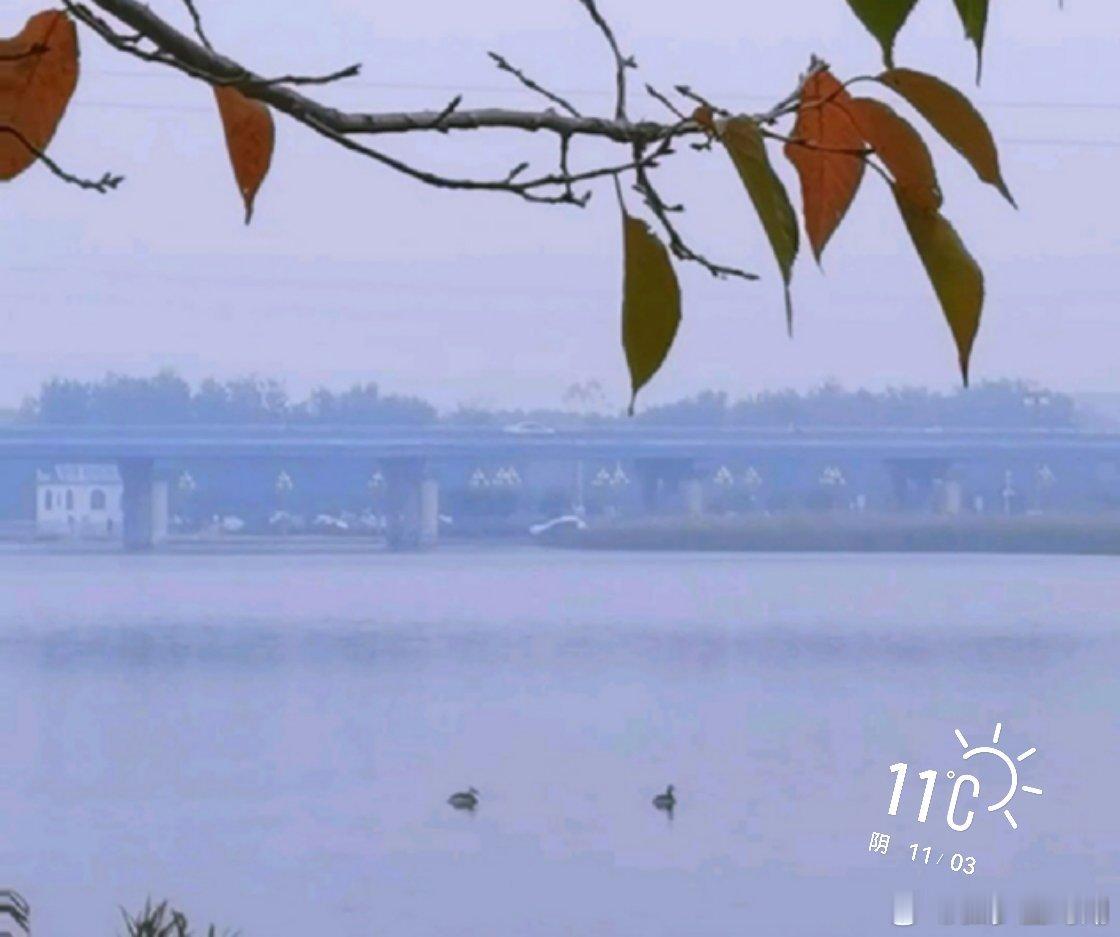 早安          抓住这短暂的秋天……     [ok] ​​​