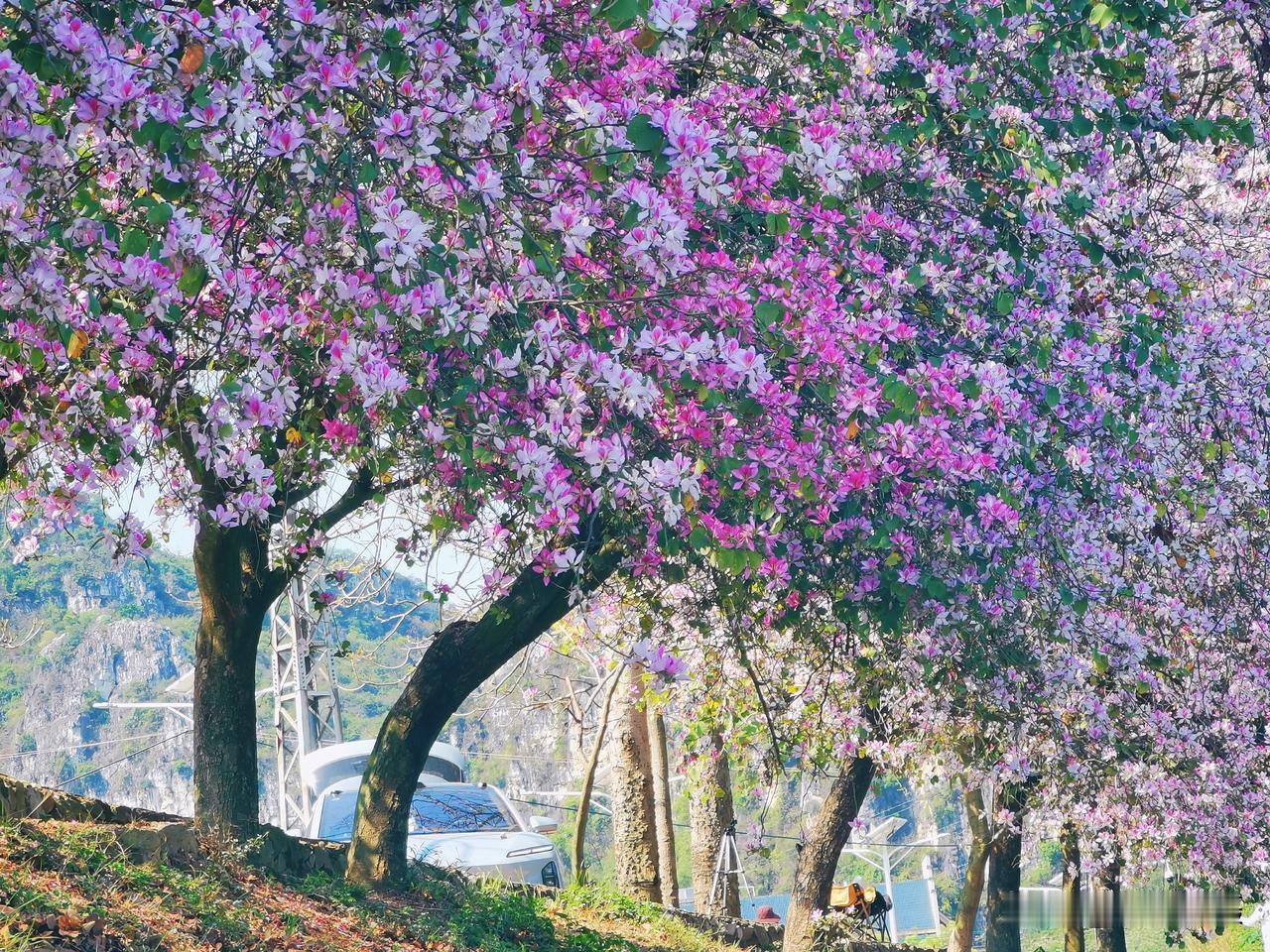 记录我的2026紫荆花花期已过，手机随拍记录最美时刻。