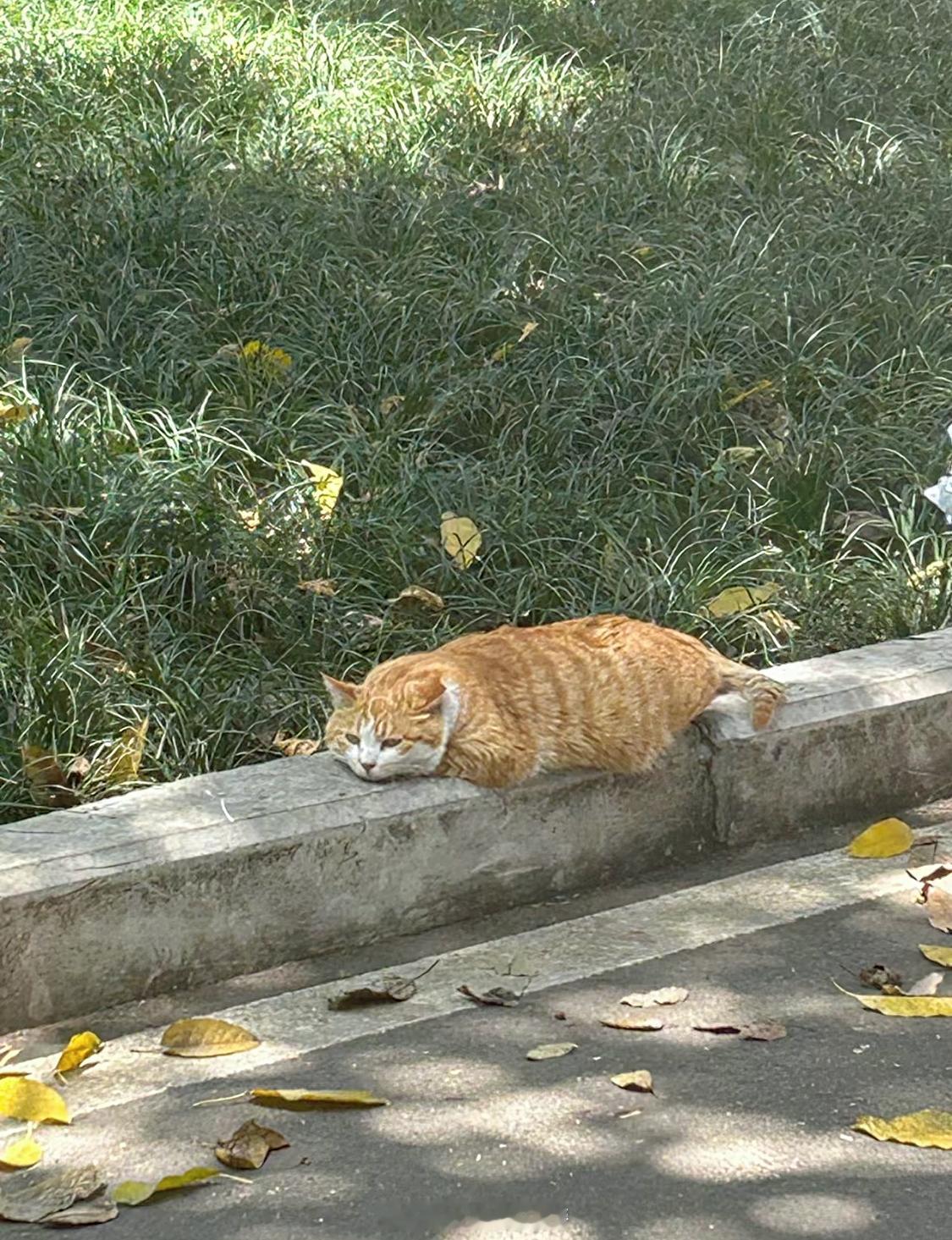 猫猫我呀 要融化了 ​​​