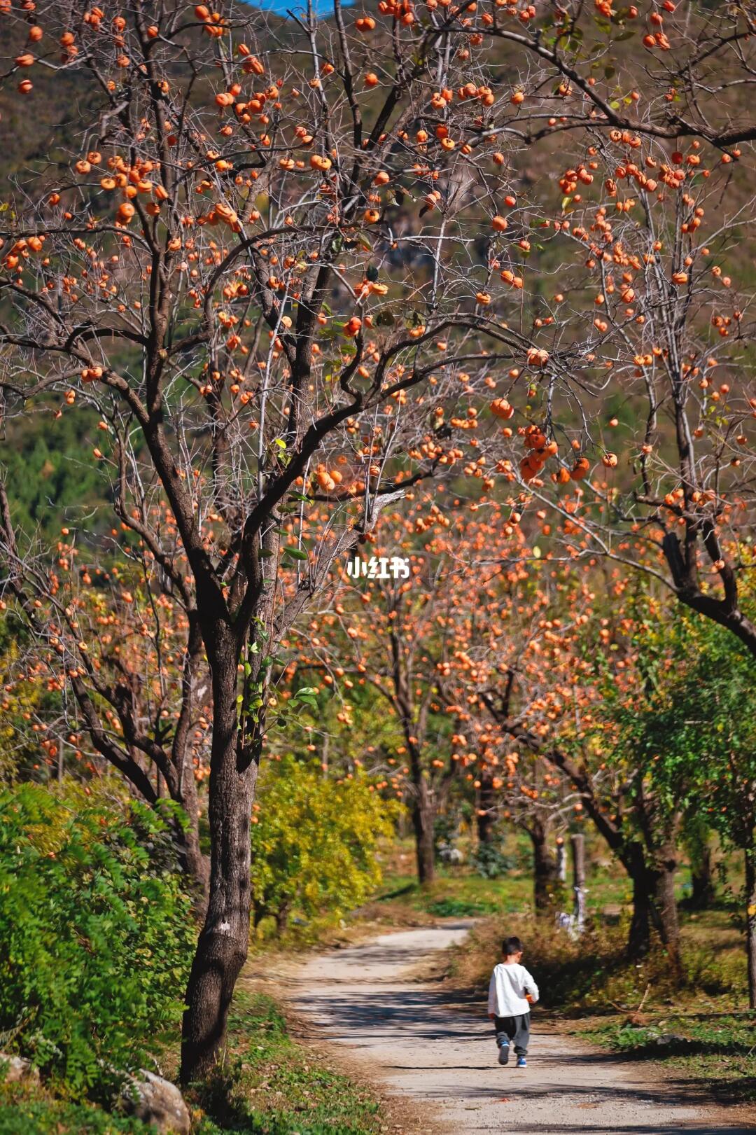 误打误撞走进了大片柿子林🍁景色绝了