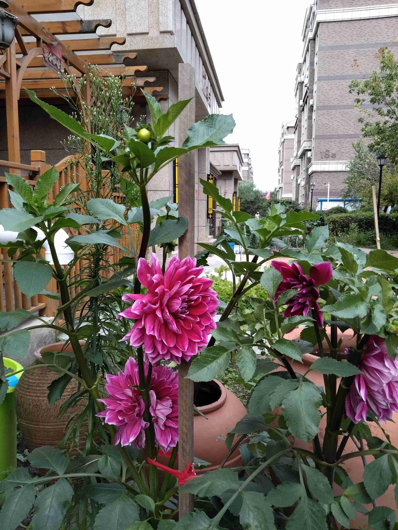 我的今日状态：😁轻松愉快
我这里的天气：☀️晴天
   这里是黑龙江省大庆市花