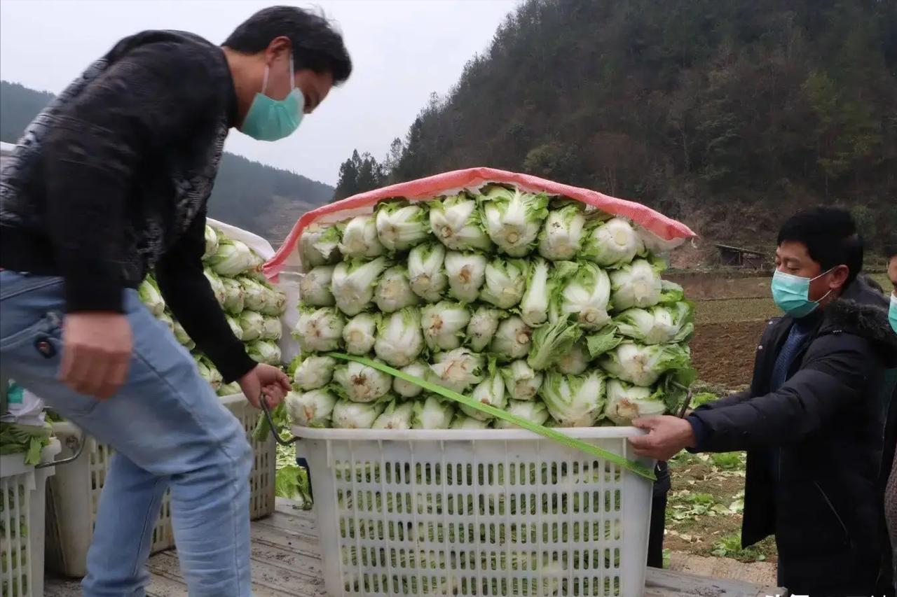 8月22日，河北康保县通报称，网上举报的“白菜收购环节蘸取甲醛溶液”经初步核查属