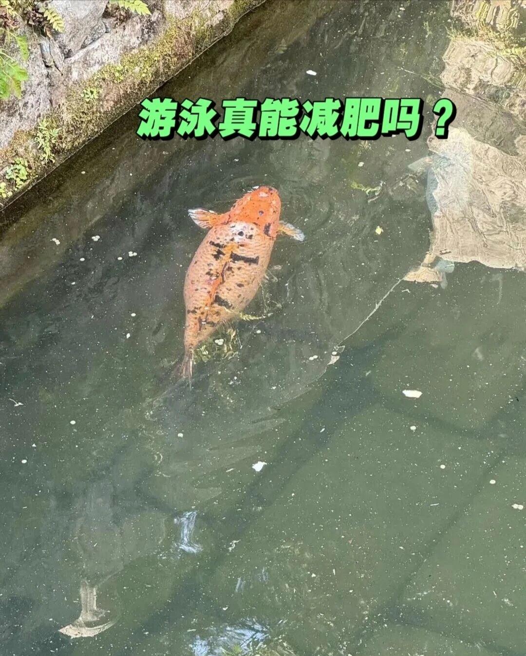 游泳真的能减肥吗？看到这个我咋不信啊？