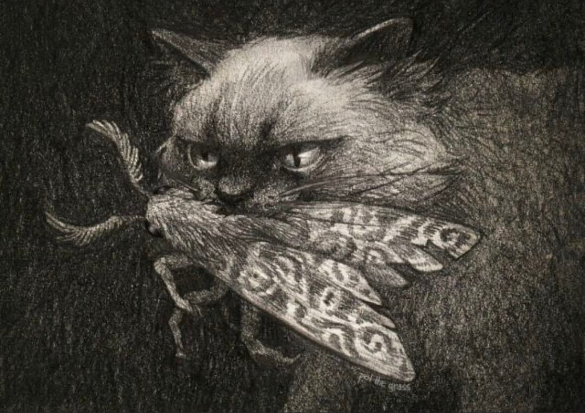 猫与蛾by Neva Hosking 