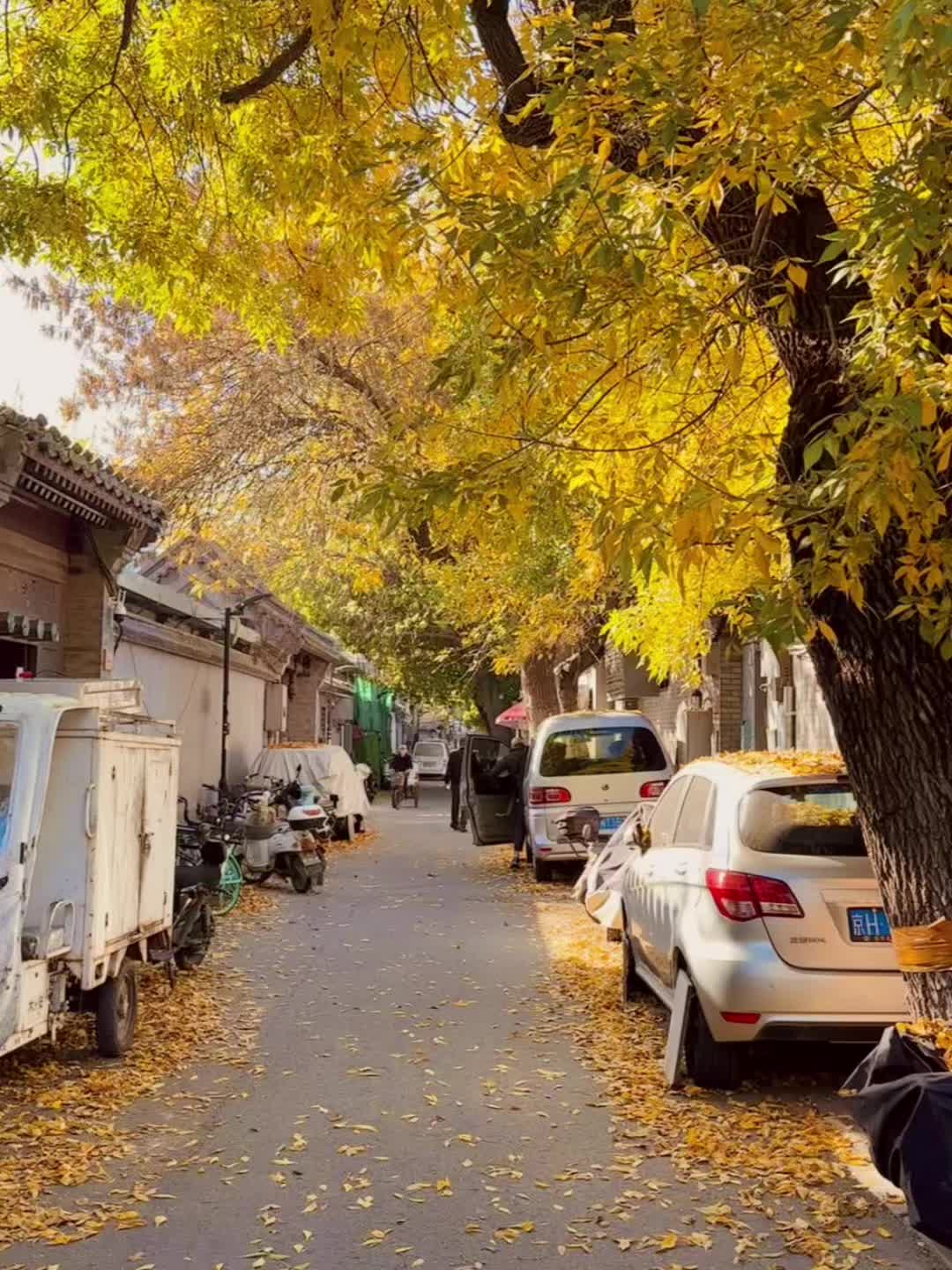 人生建议：一定要来感受一次北平之秋🍂 老舍先生说：北平的秋便是人间天...