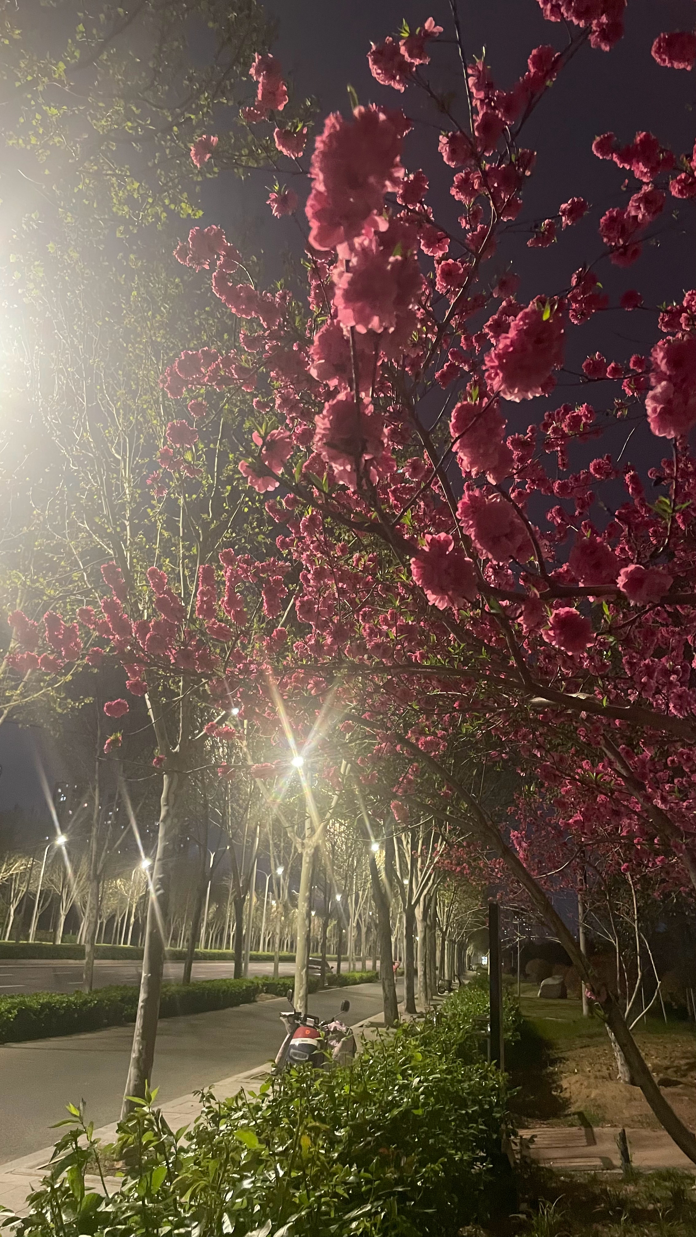 桃花依旧笑春风 郑州·郑州市森林公园