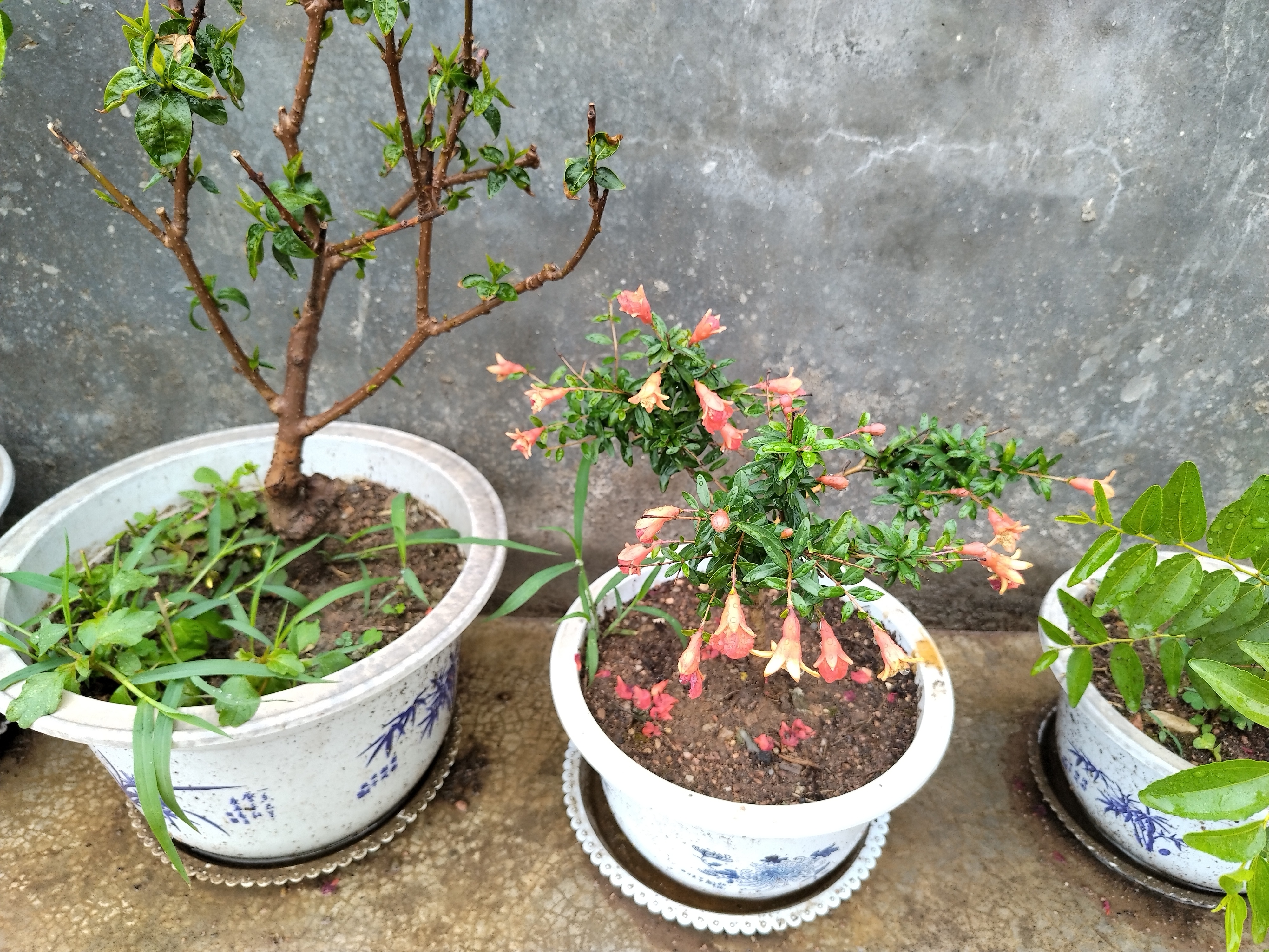 化作春泥更护花 ​​​