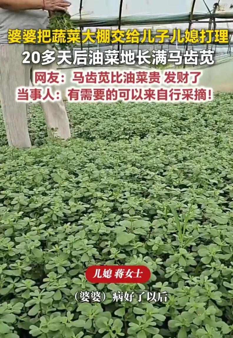 笑不活了，山东，婆婆把蔬菜大棚交给儿子儿媳管理，没想到，20天后，油菜地长满了马