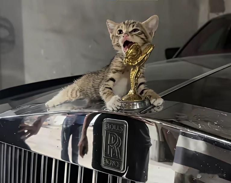 这只流浪猫的胆子也太大了，居然用牙啃起了劳斯莱斯车上这个小配件，别看这东西不到，
