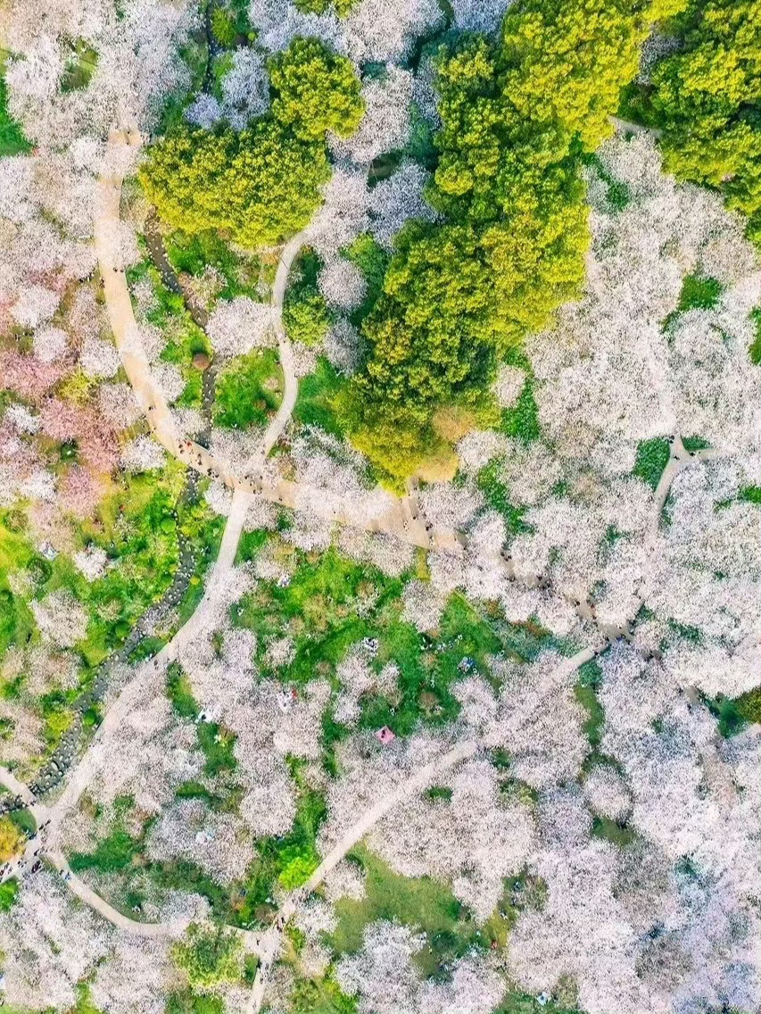 那些惊艳了千百年的诗句，美到了极致！！1.往事已成空，还如一梦中。——李煜《子夜
