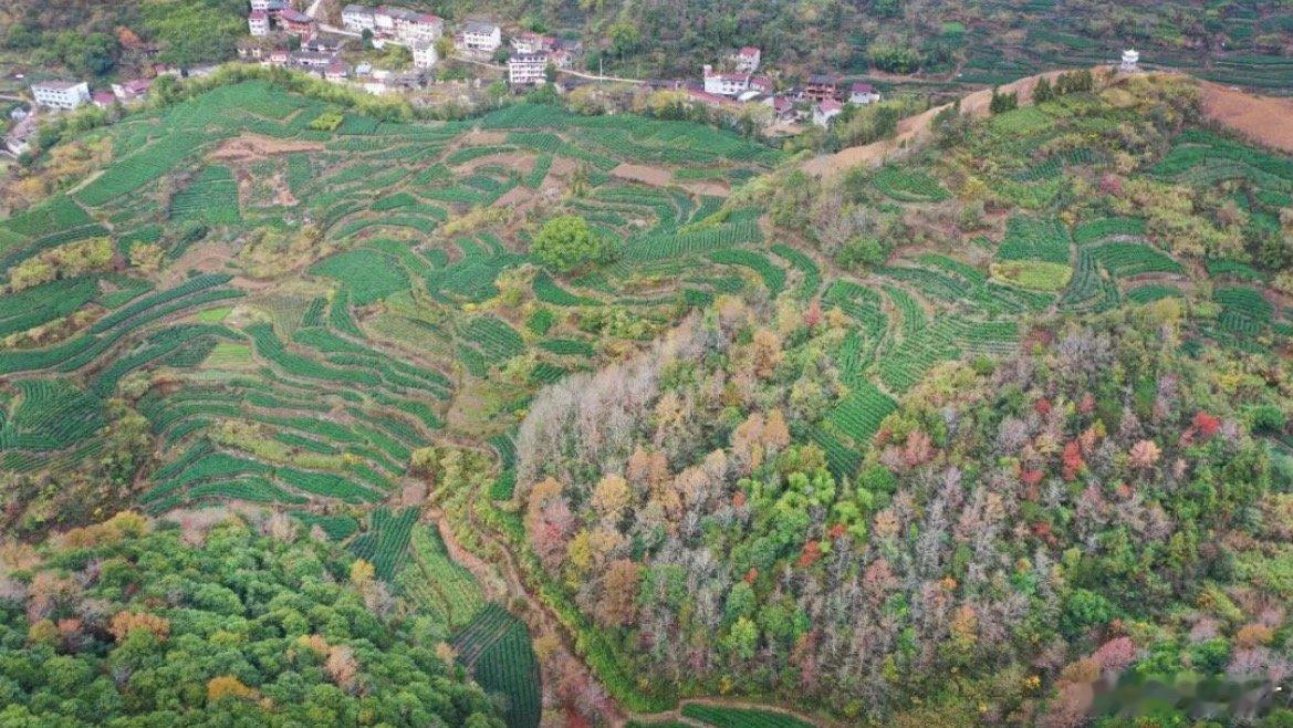 台州红马甲助农采茶守护春日金叶子珠岙镇樟树下村明前茶采摘旺季，党员志愿者下沉茶园