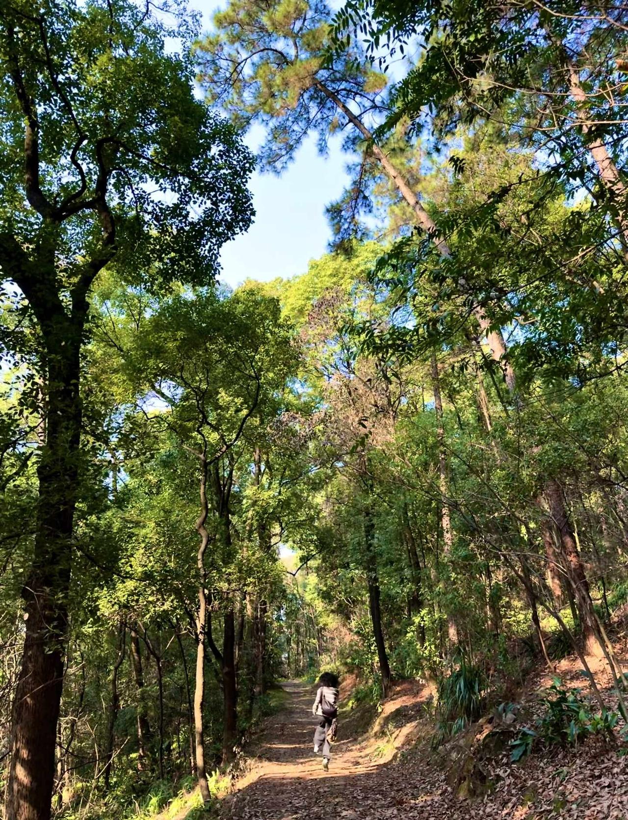 宜宾市区隐藏款古蜀道！！！！
翠屏山
对本地人来说，就是家后面的那座山
翠屏山不